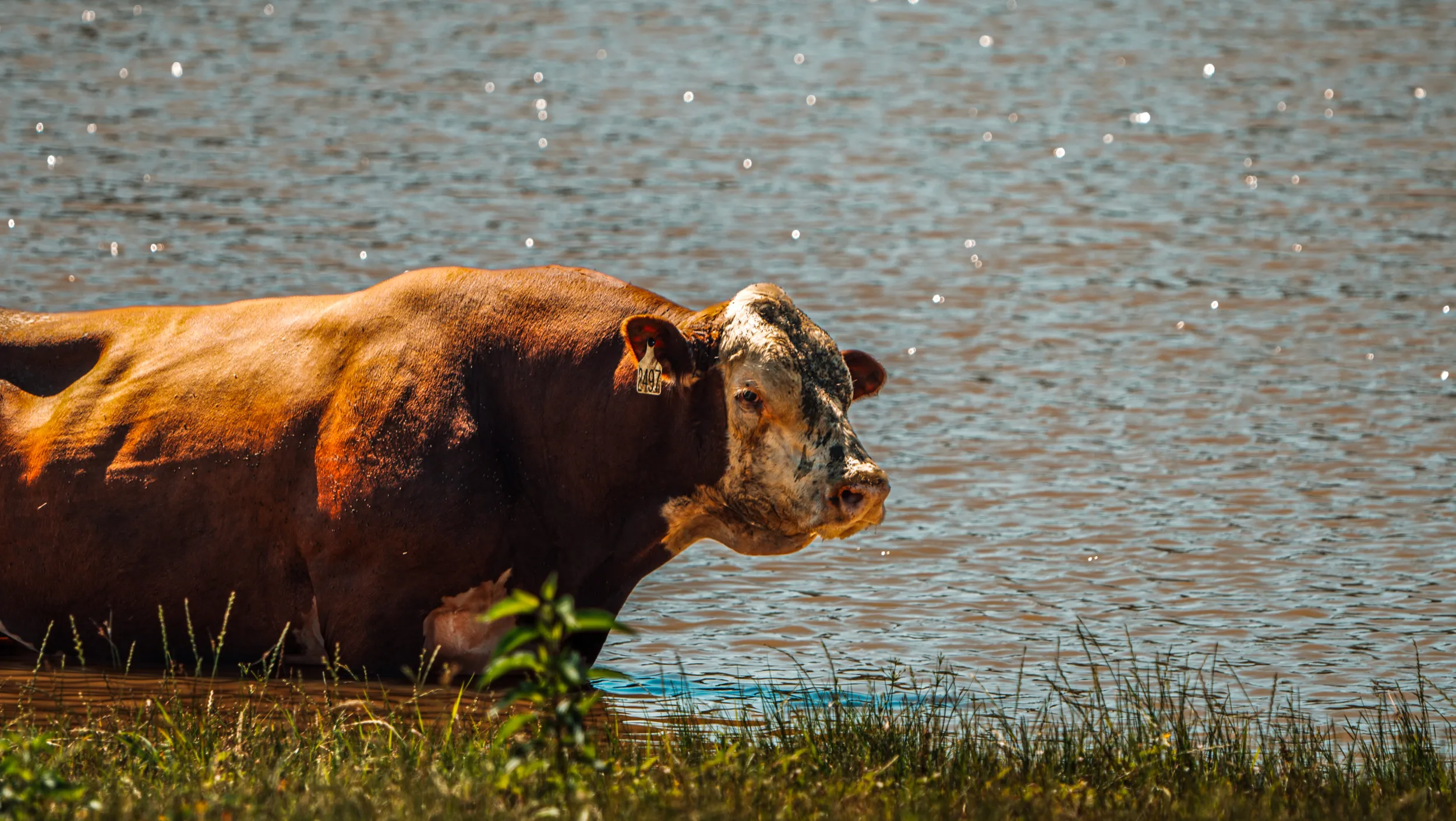 Timber Creek bull standing beside the ranch pond