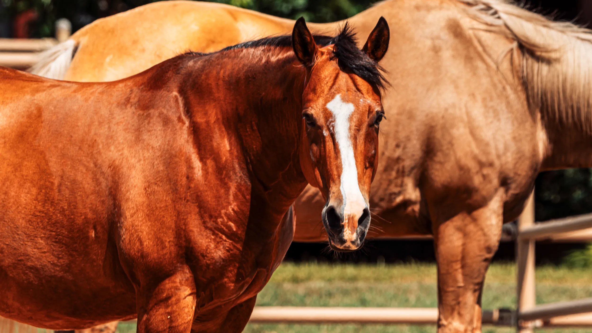 Chestnut performance horse standing near the ranch barn