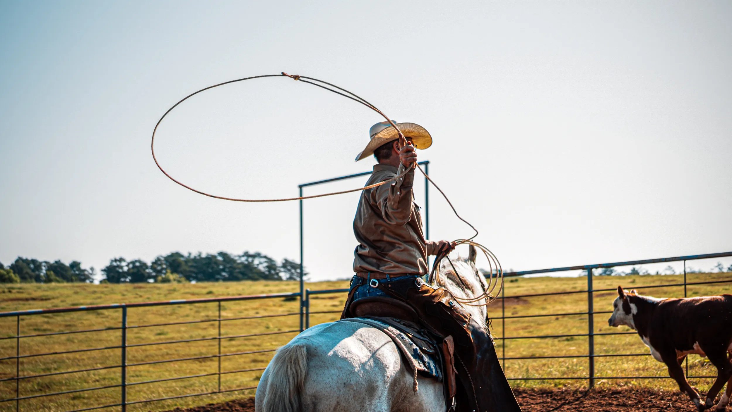 Rider roping from horseback during cattle work