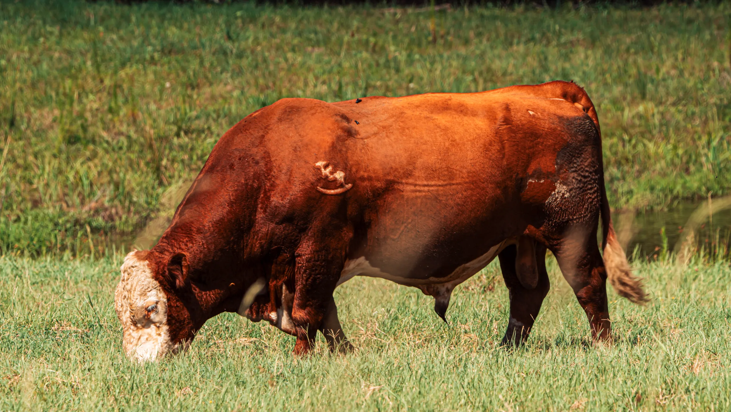 Timber Creek bull grazing in an East Texas pasture