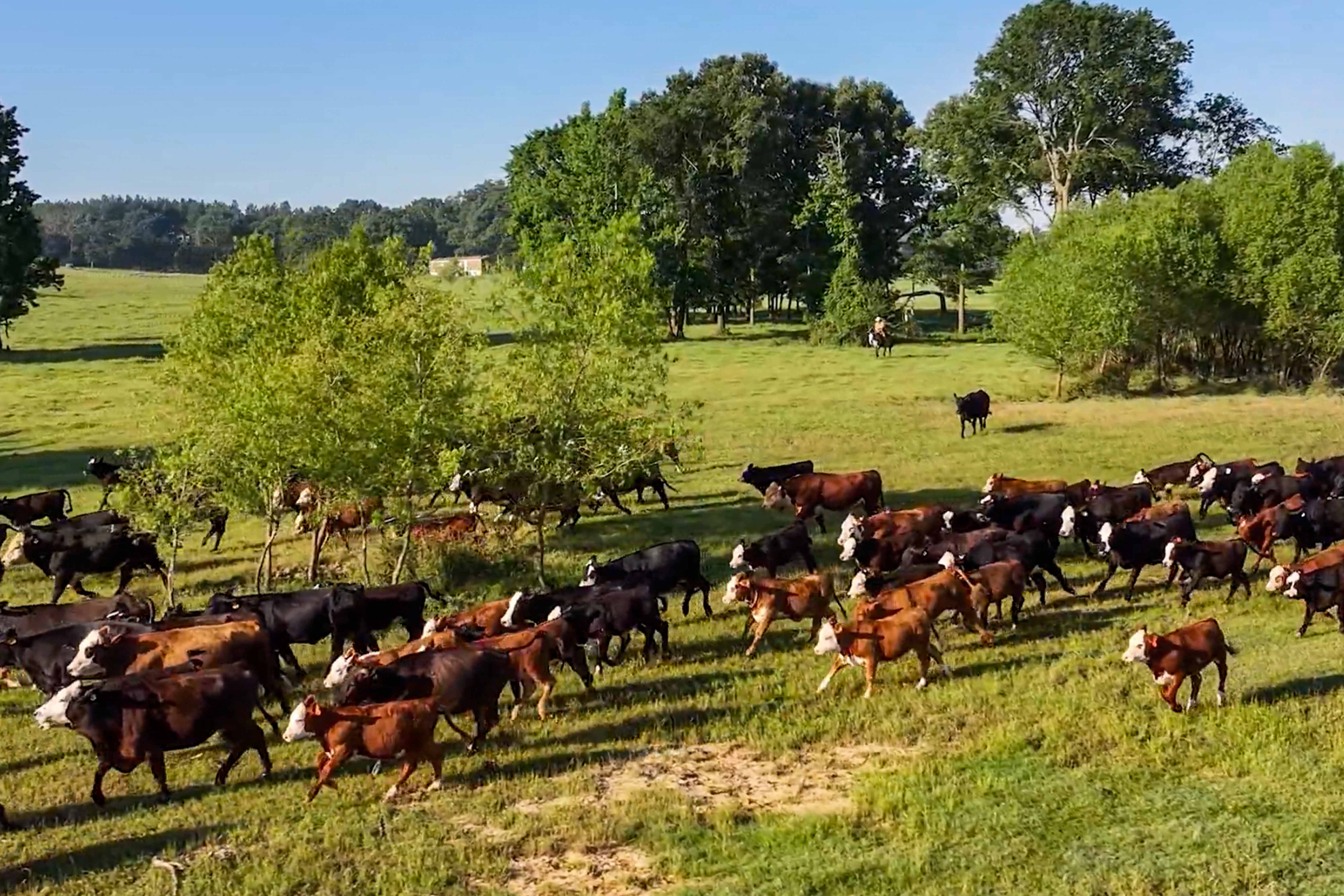 Timber Creek cattle moving across a green pasture