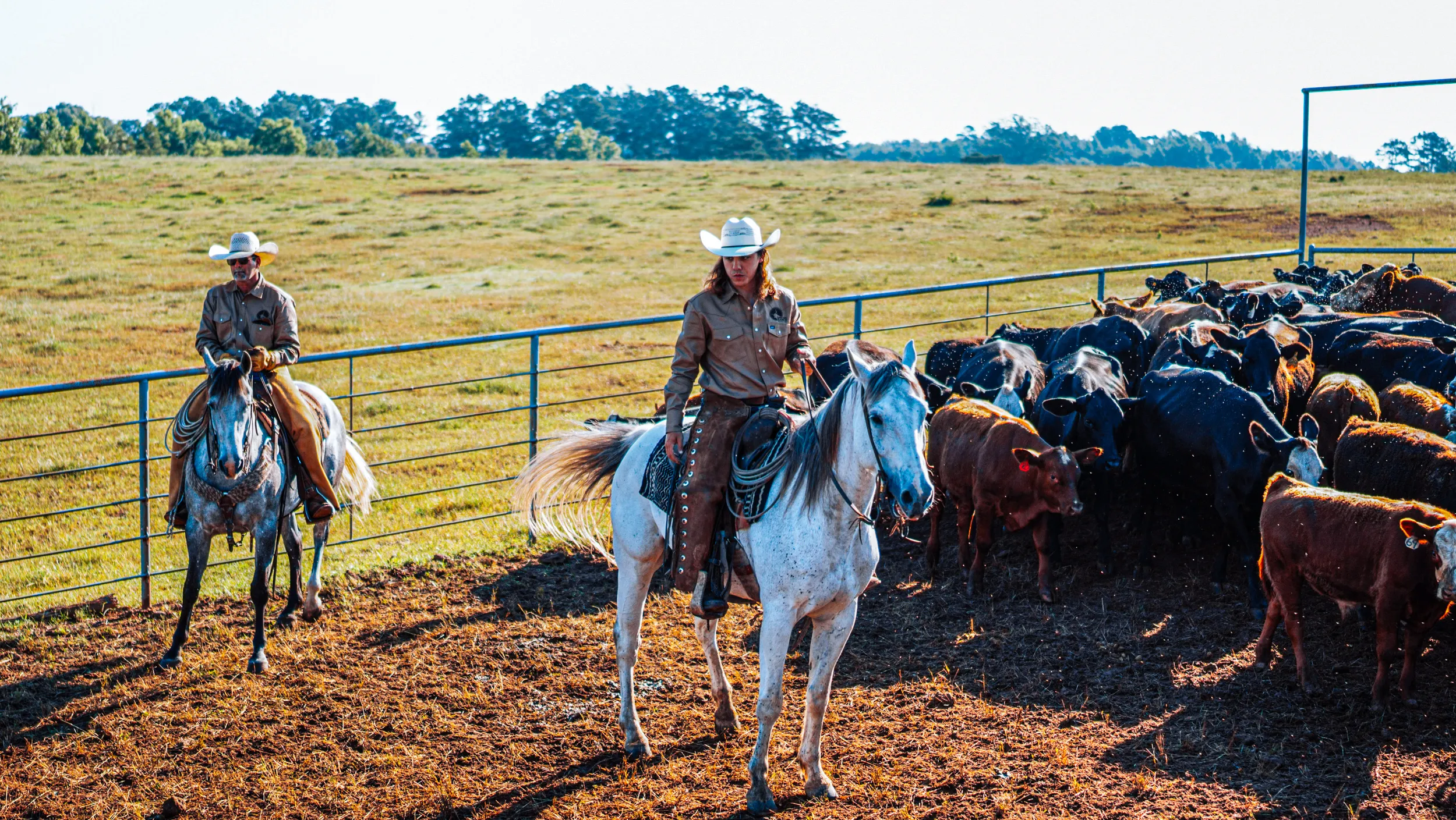 Mounted ranch riders working cattle together