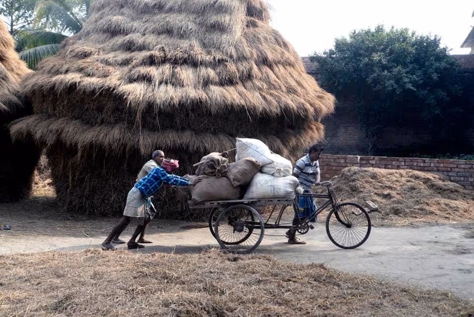 Farmers in Kolkata carry paddy to rice mill after threshing it. (Photo by Saikat Paul/Pacific... [+] Press/LightRocket via Getty Images)