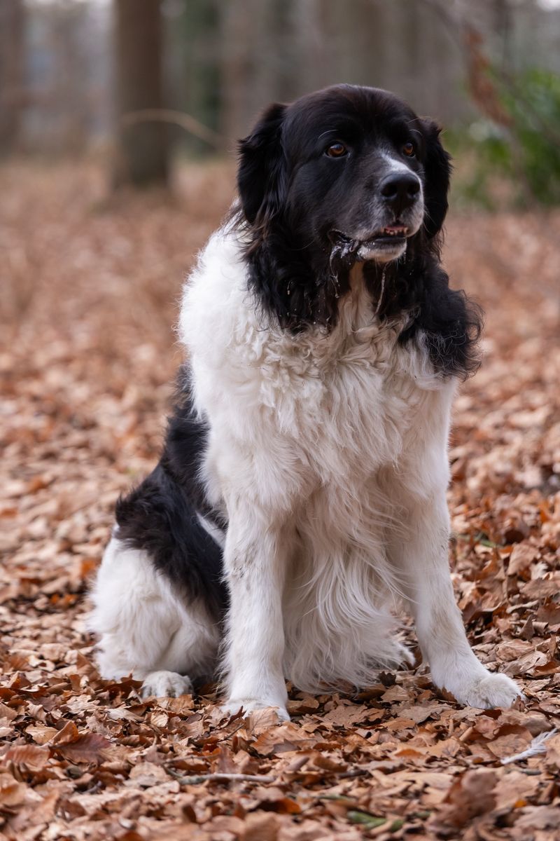 Obelix