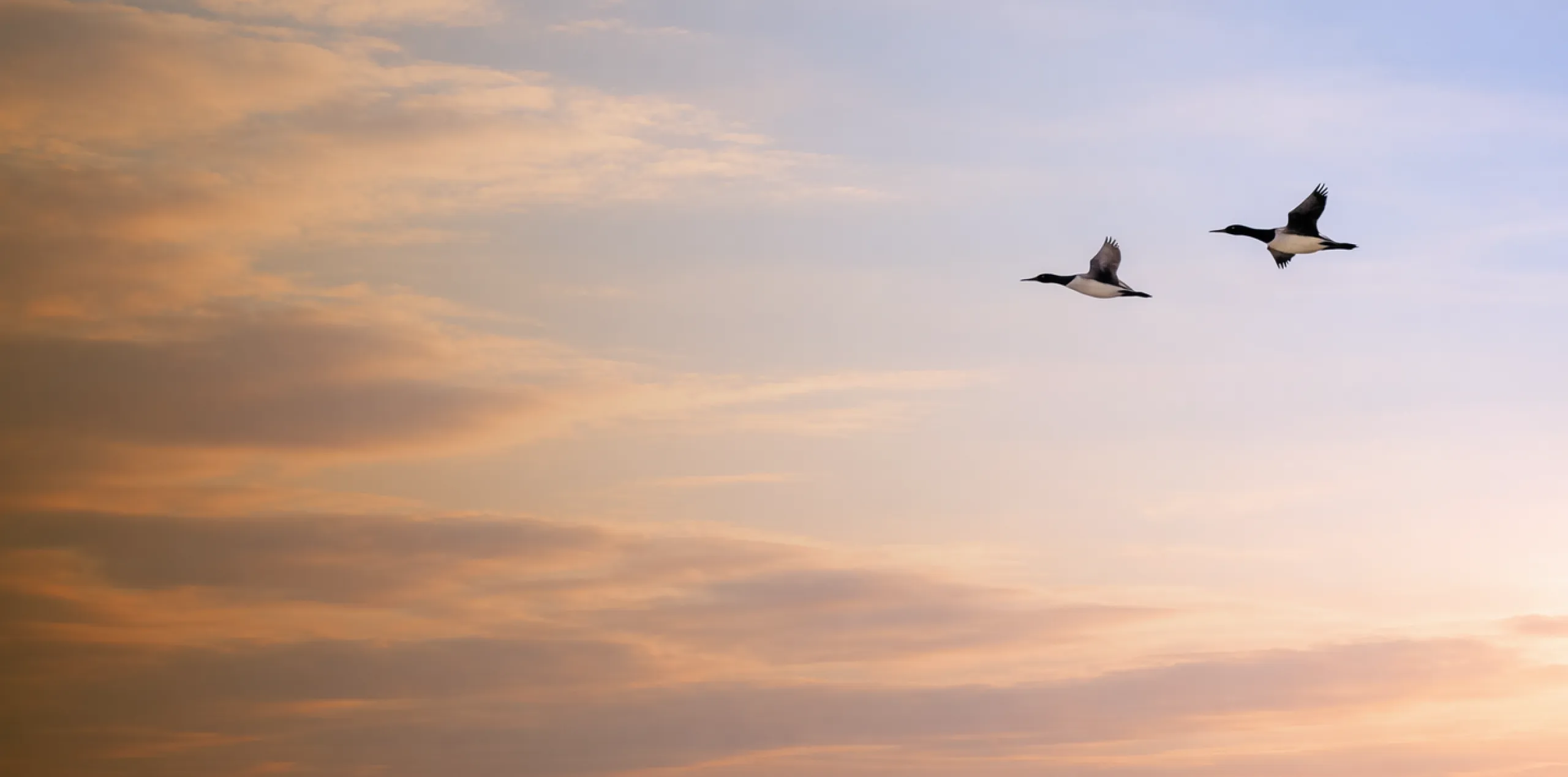 Two ducks fly across a pastel sunset sky with soft pink and orange clouds.