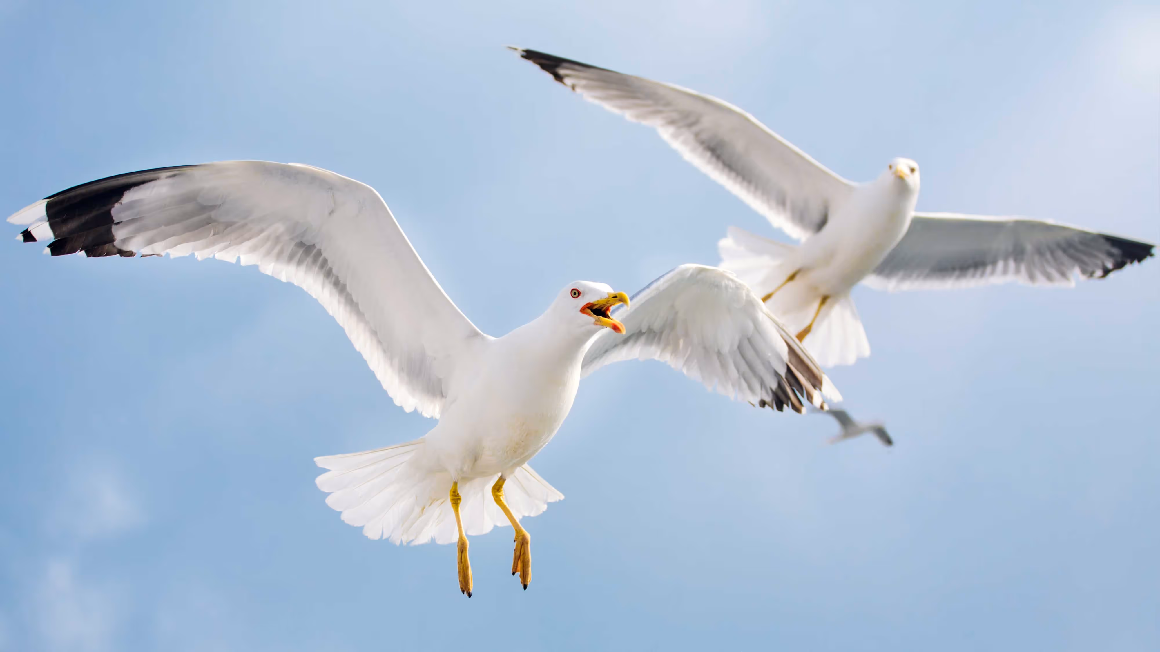Two seagulls with outstretched wings flying in a clear blue sky.