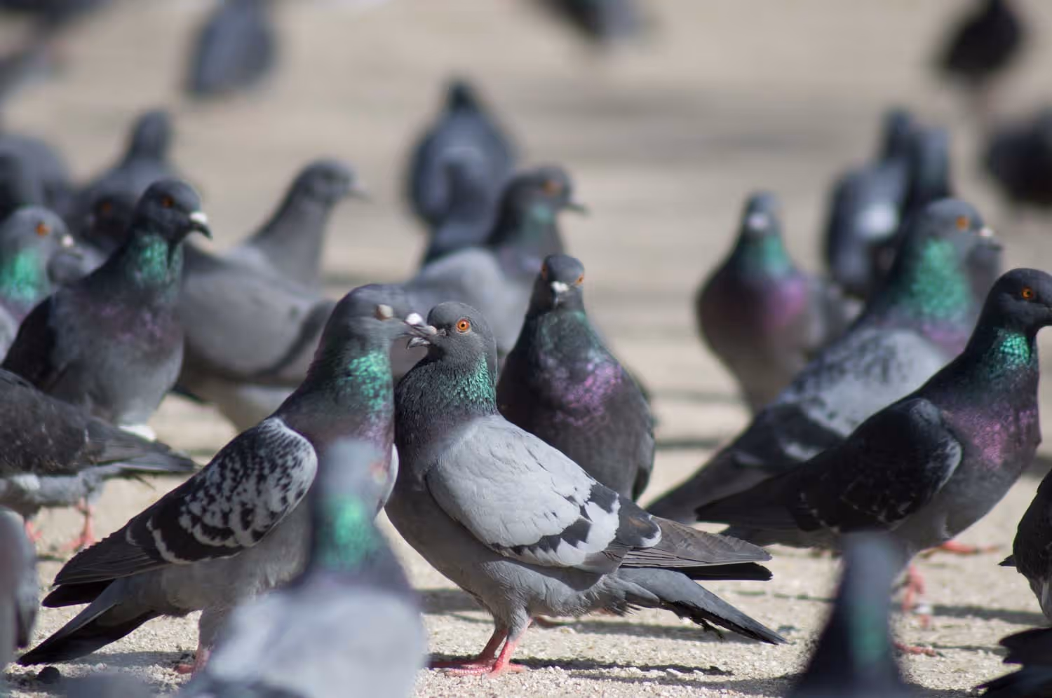 A group of pigeons gathered on the ground, with two in the foreground appearing to interact.