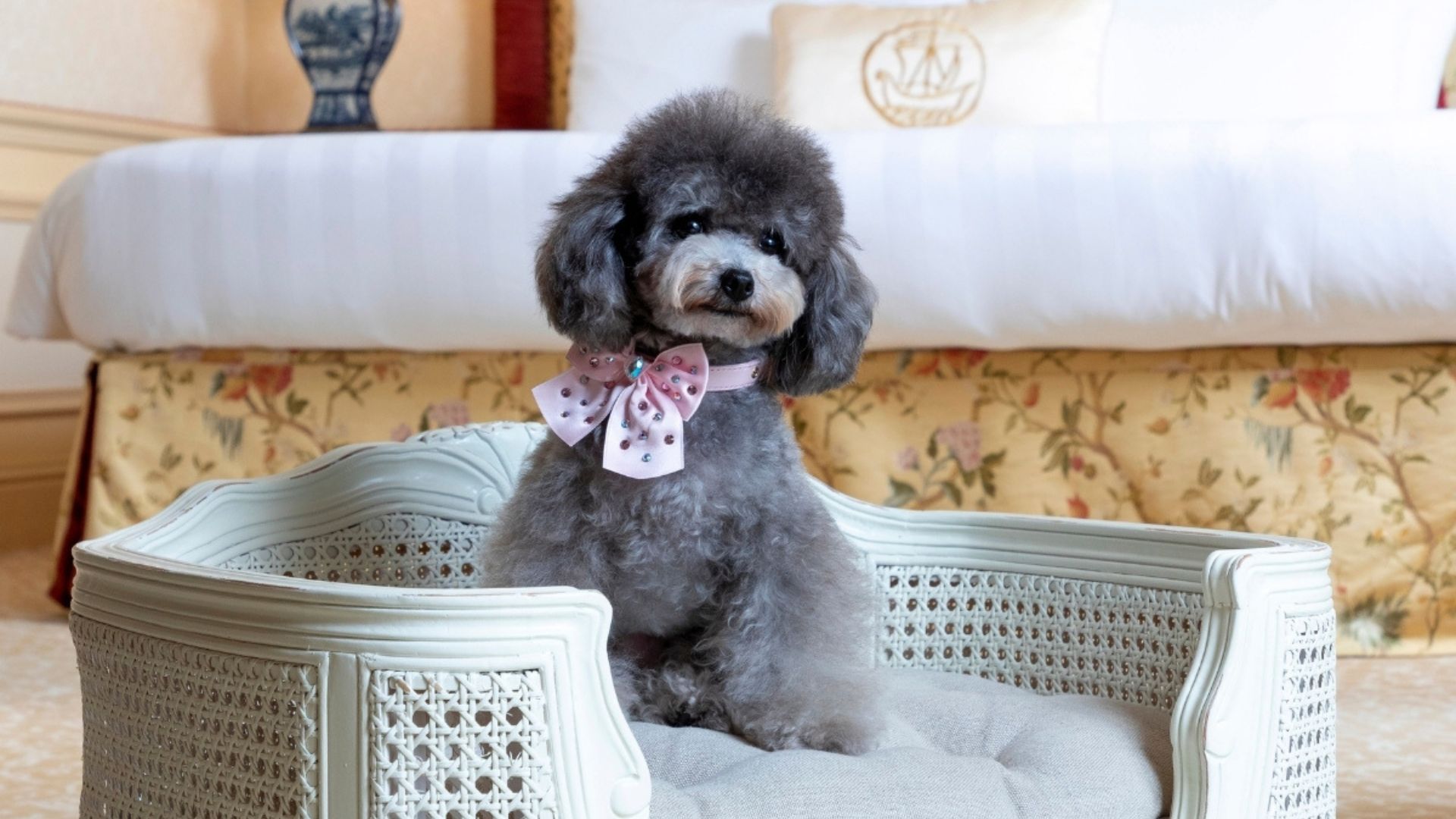 Just For You - Just for dogs - Dog in a room