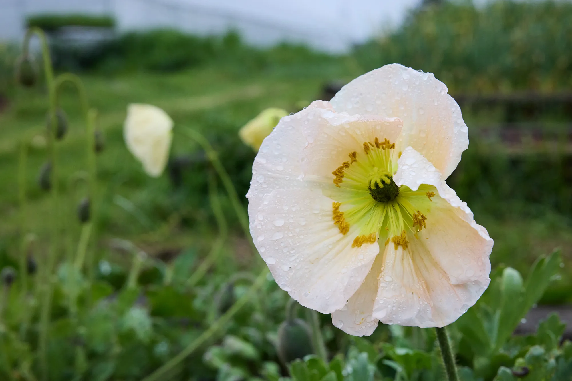 Poppies in bloom