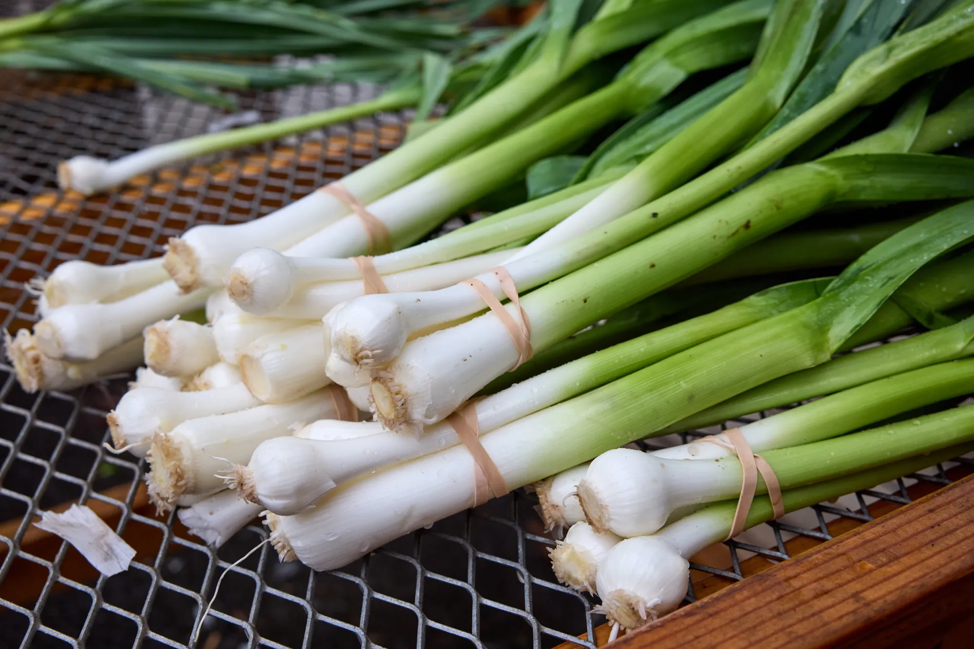 Onions ready for market