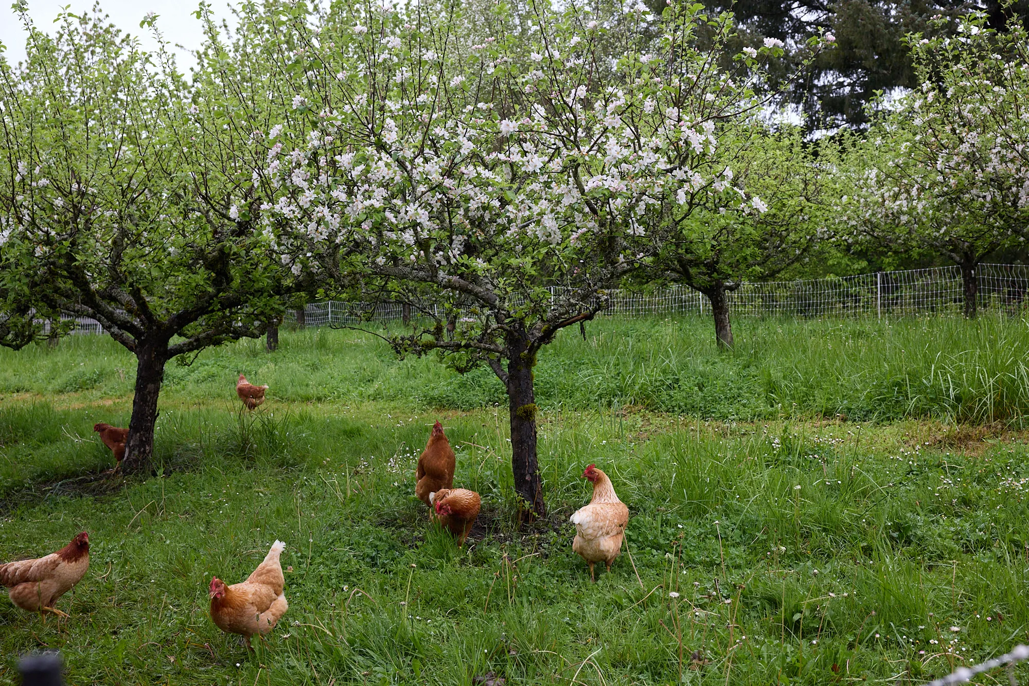 Chickens in the orchard