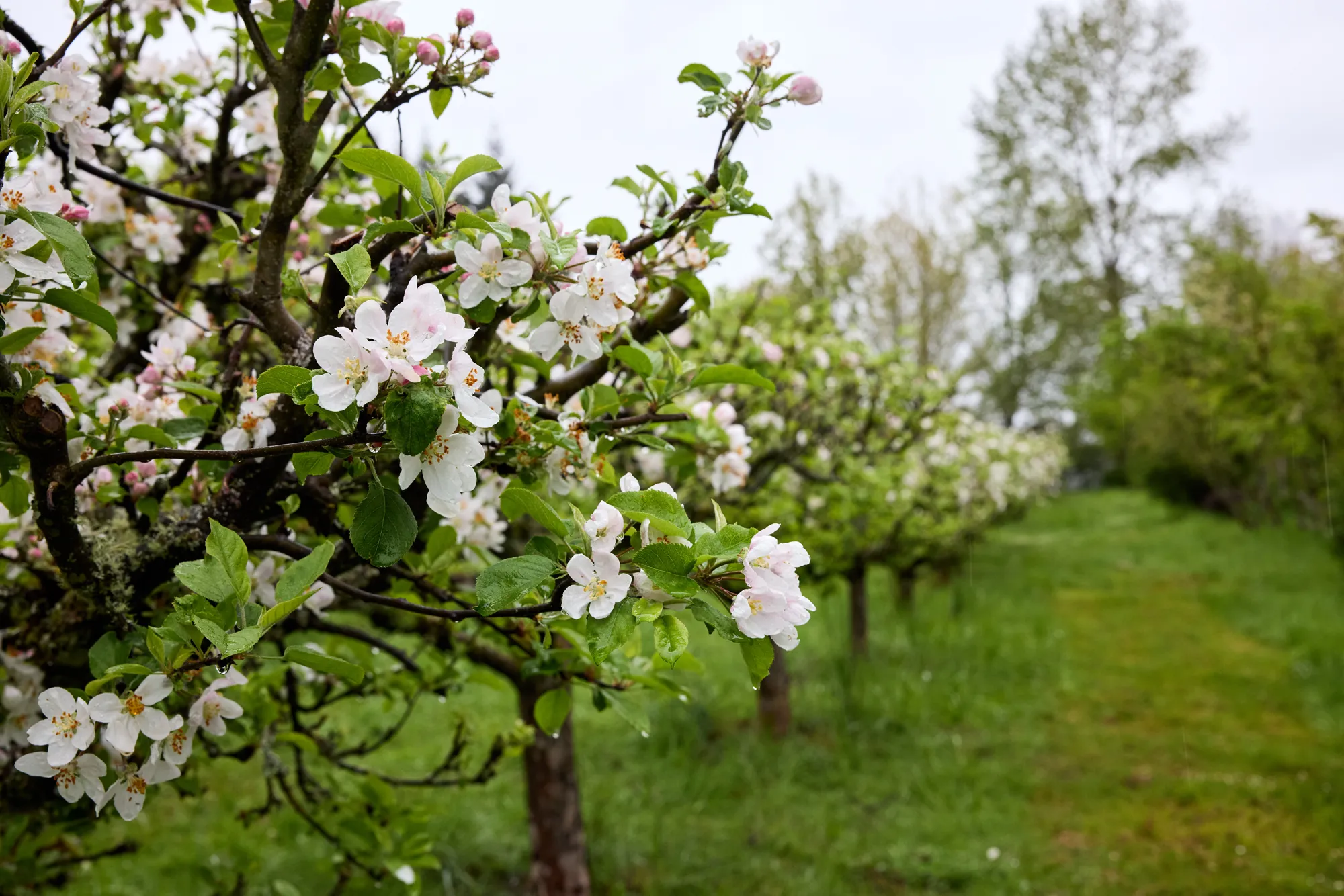 Orchard in bloom