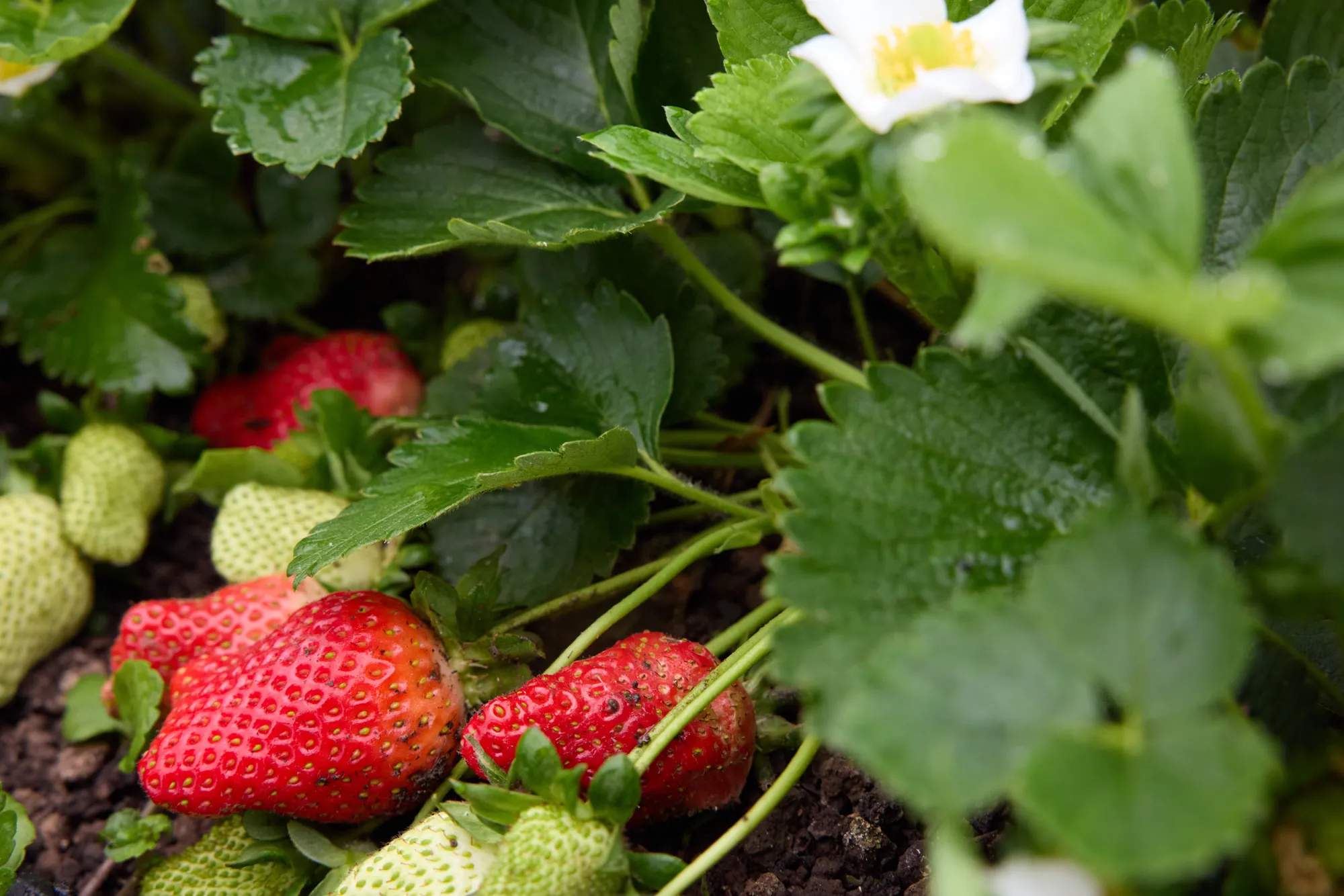 Strawberries