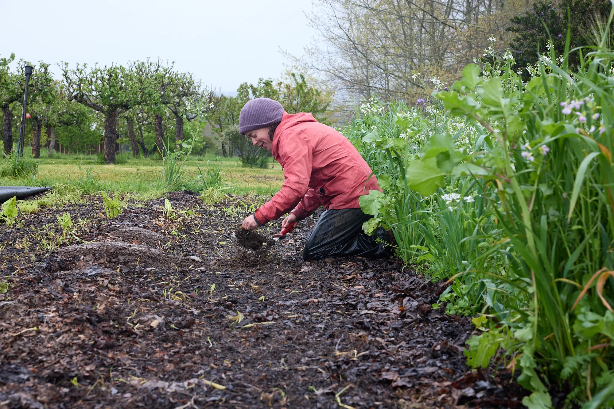 Planting in the market garden