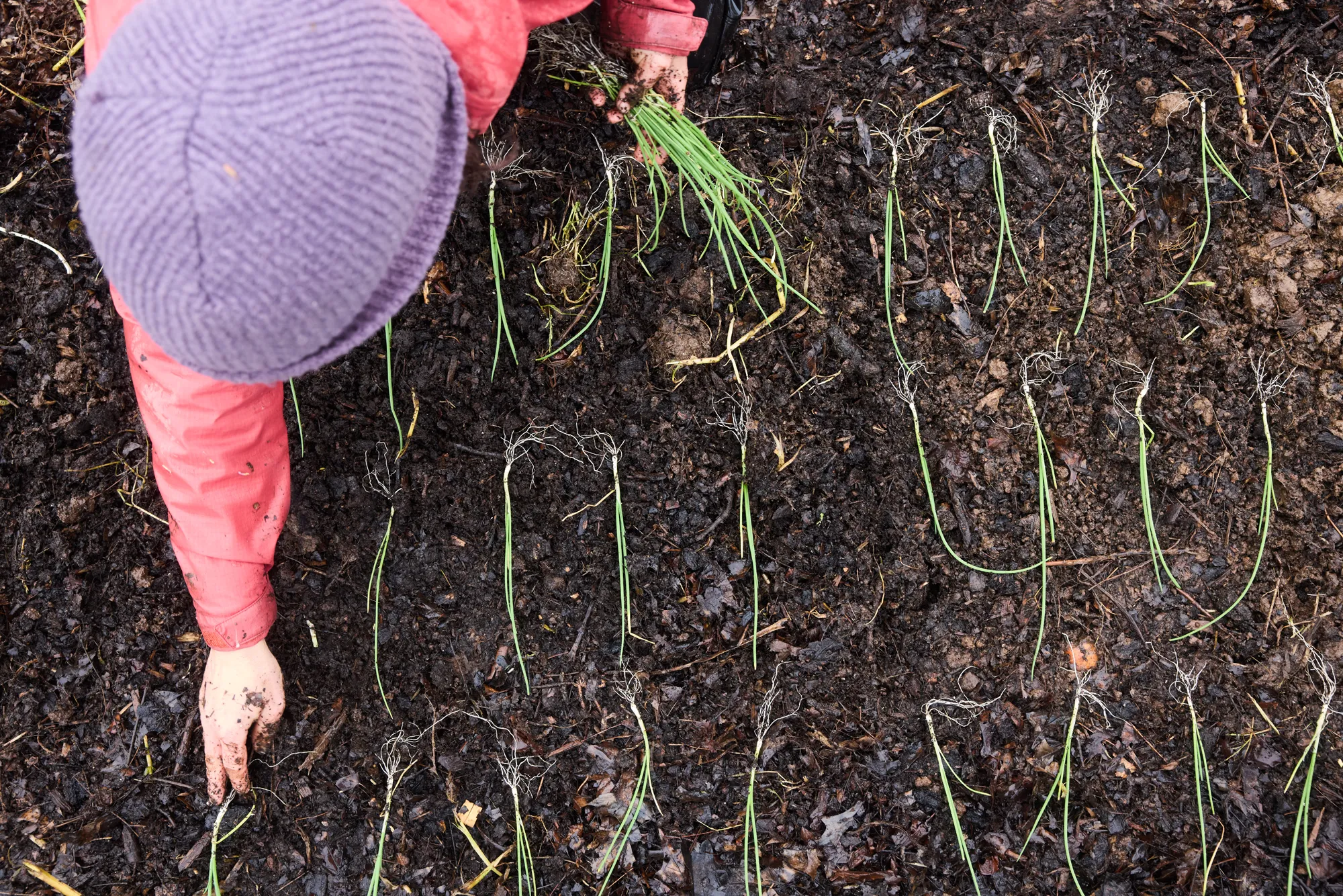 Planting Onions