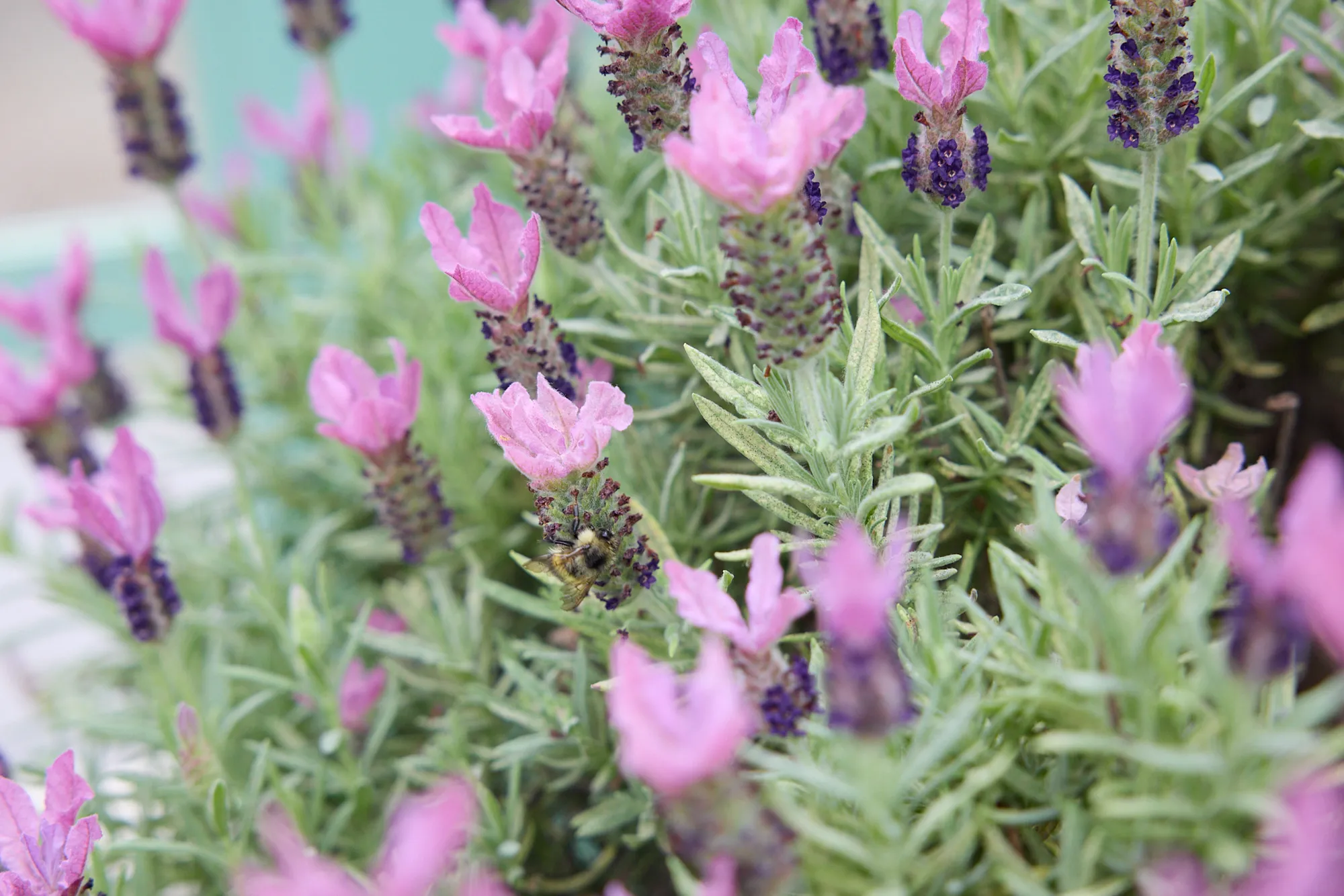 Spanish Lavender