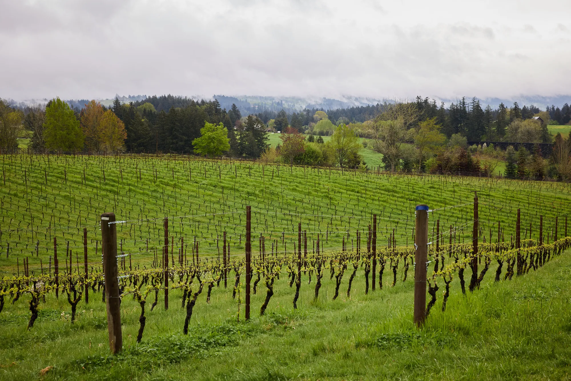 The Vineyard