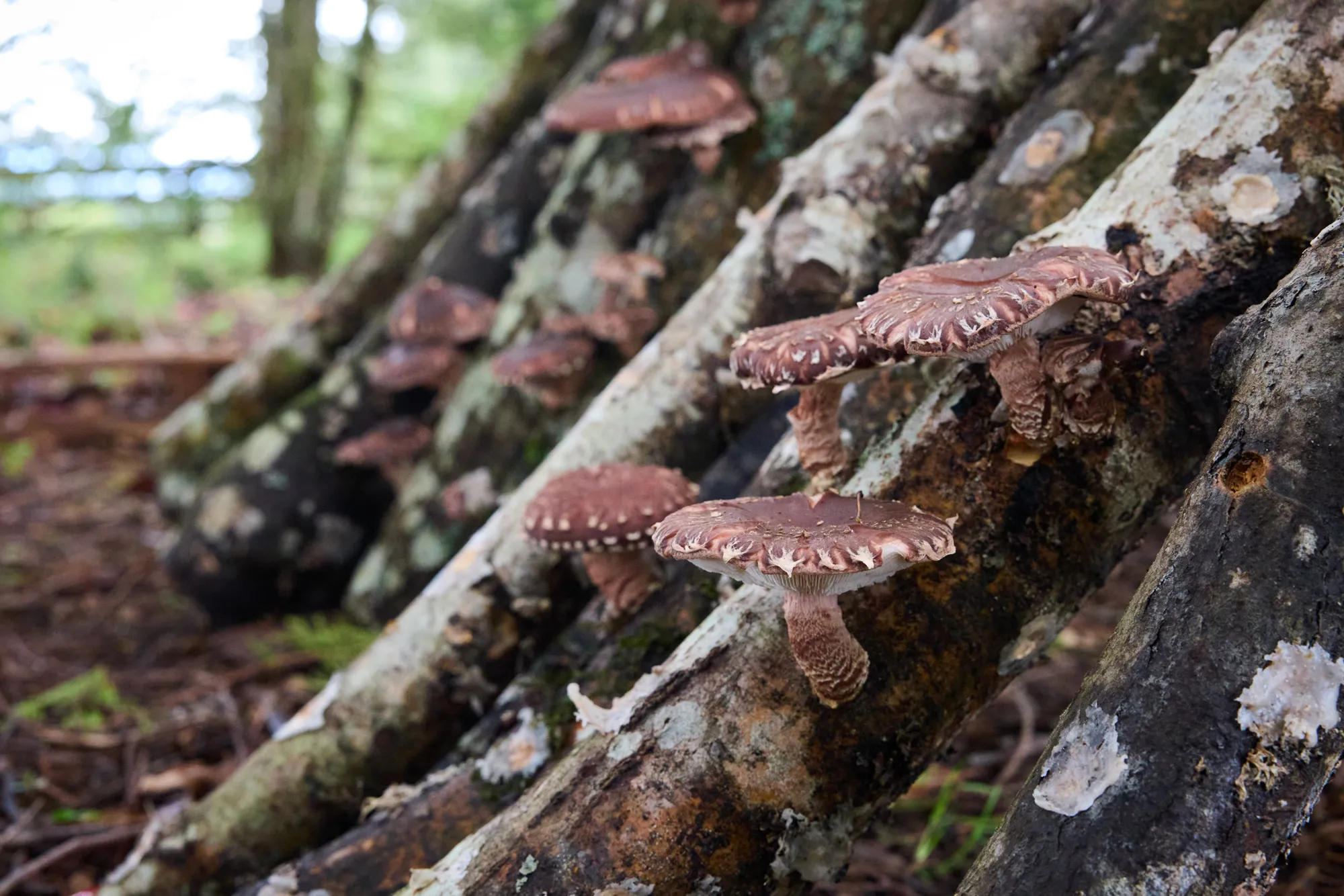 Shiitake mushrooms