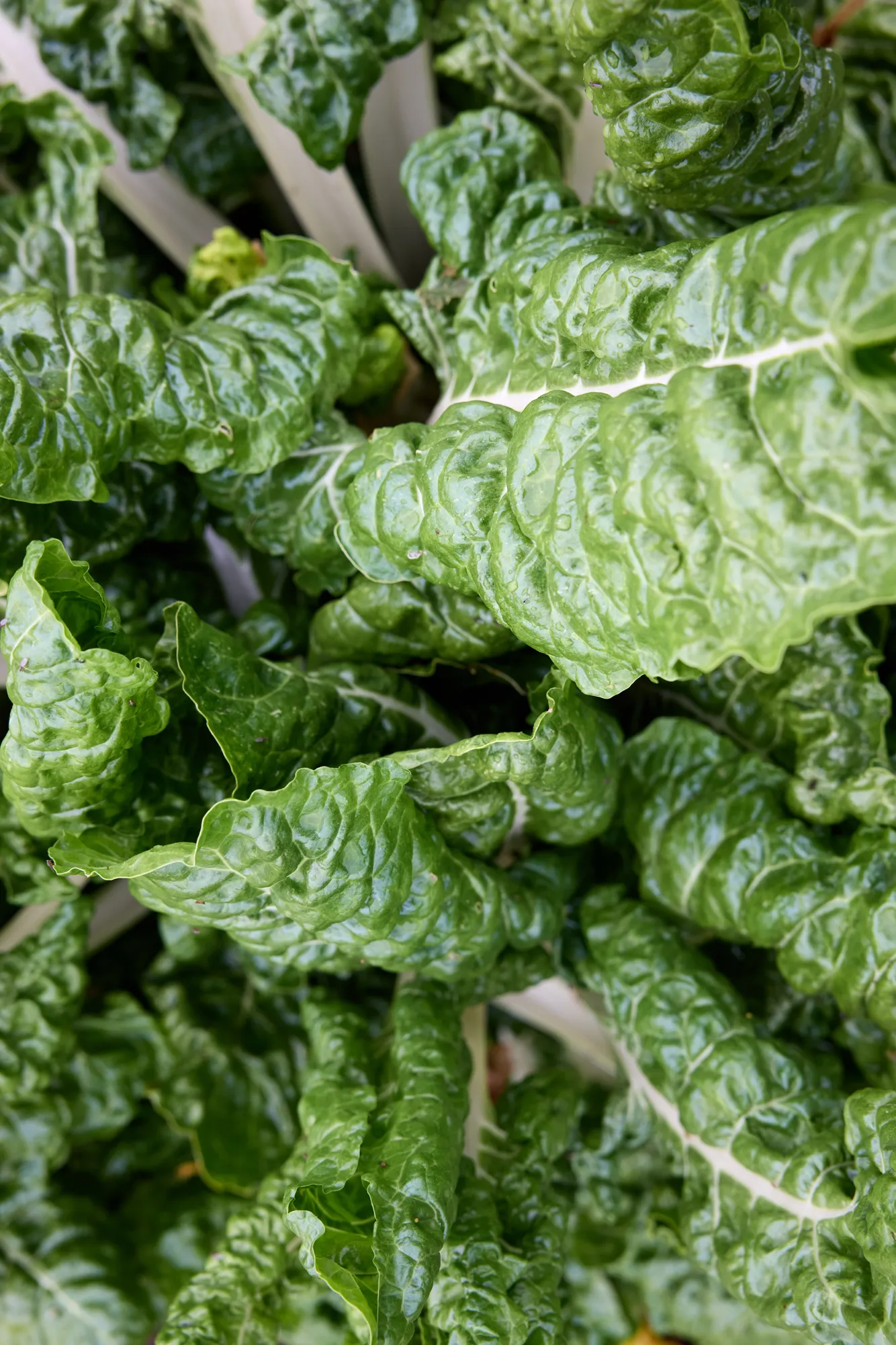 Swiss chard
