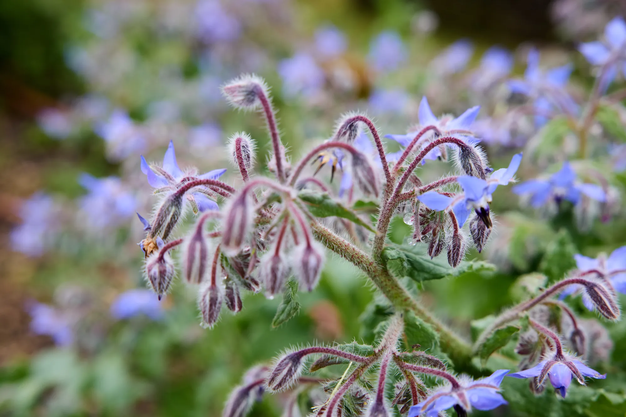 Borage