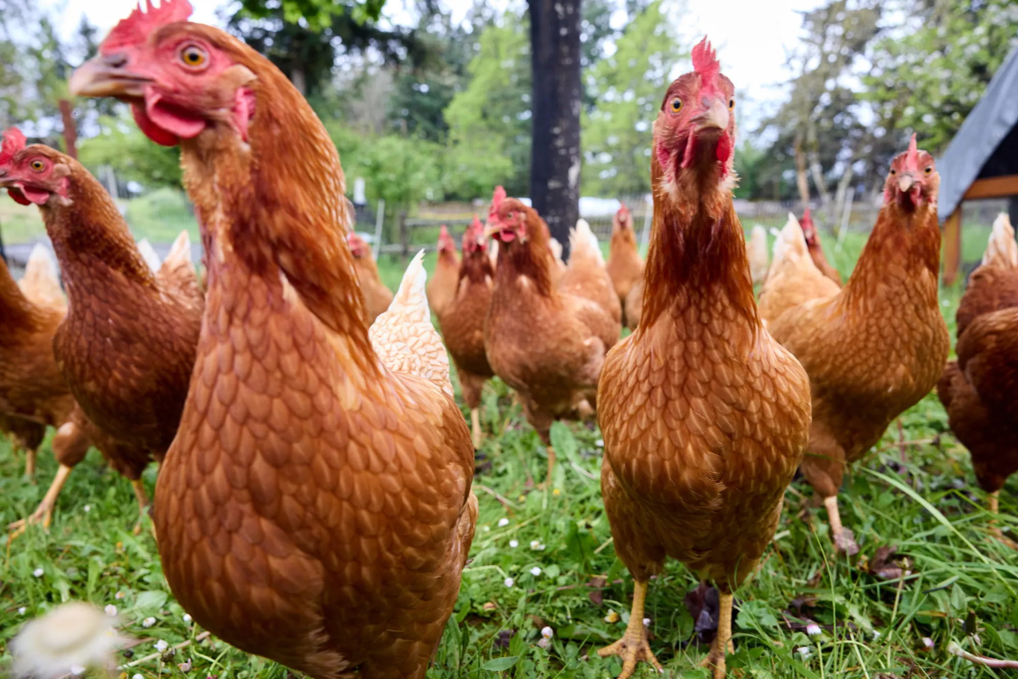 Chickens