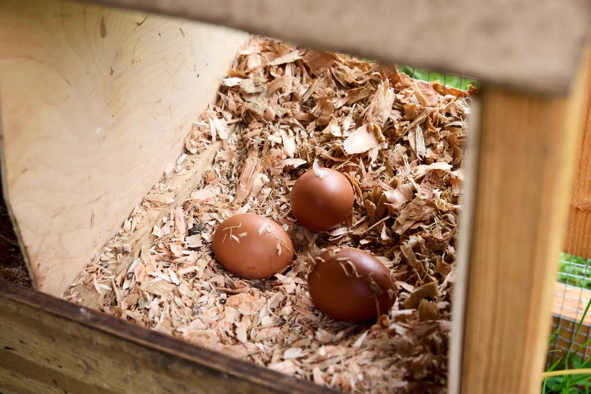 Eggs