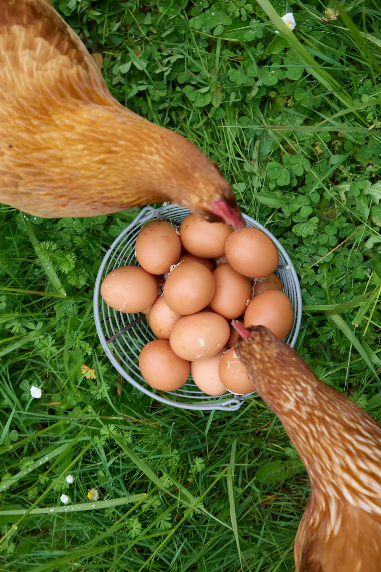 Chickens & eggs