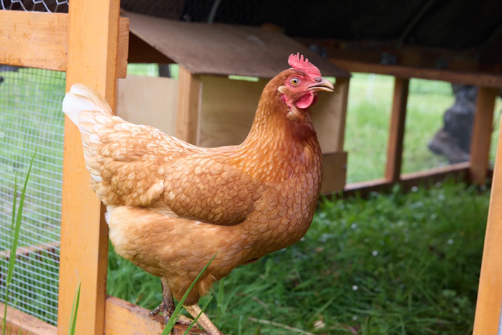 Chicken in the roost