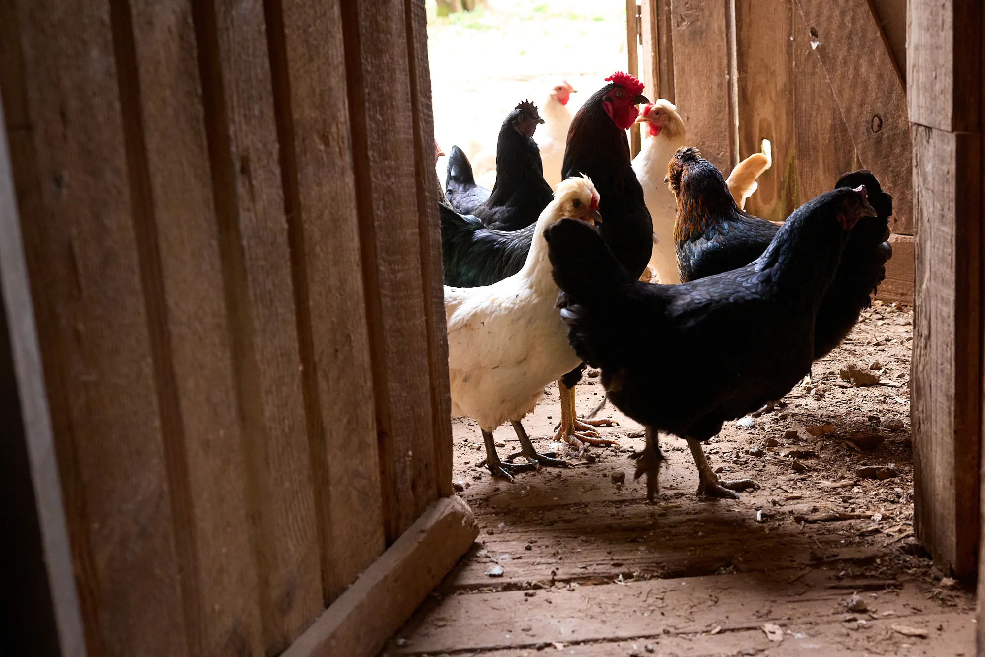 Hens