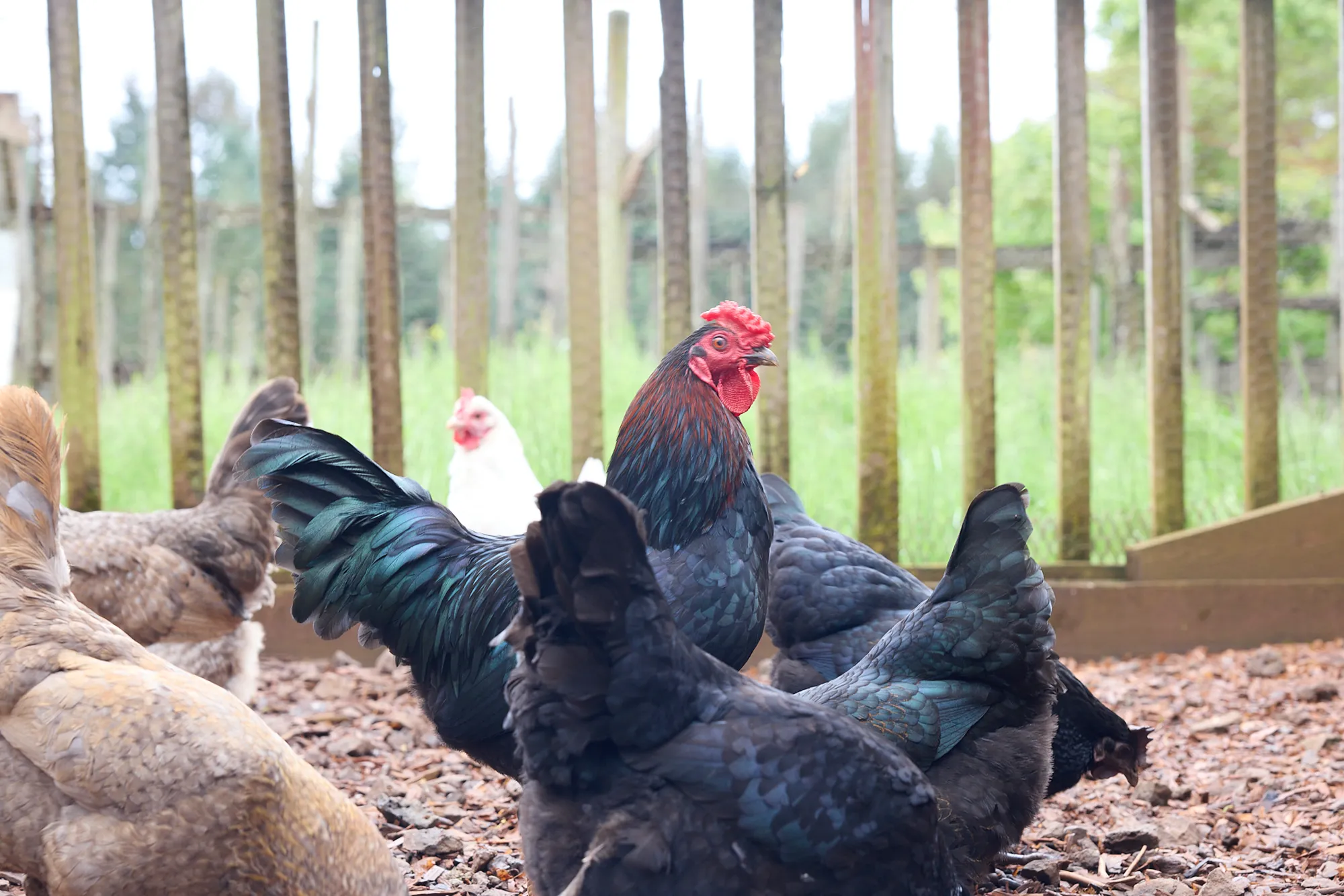The rooster & his flock