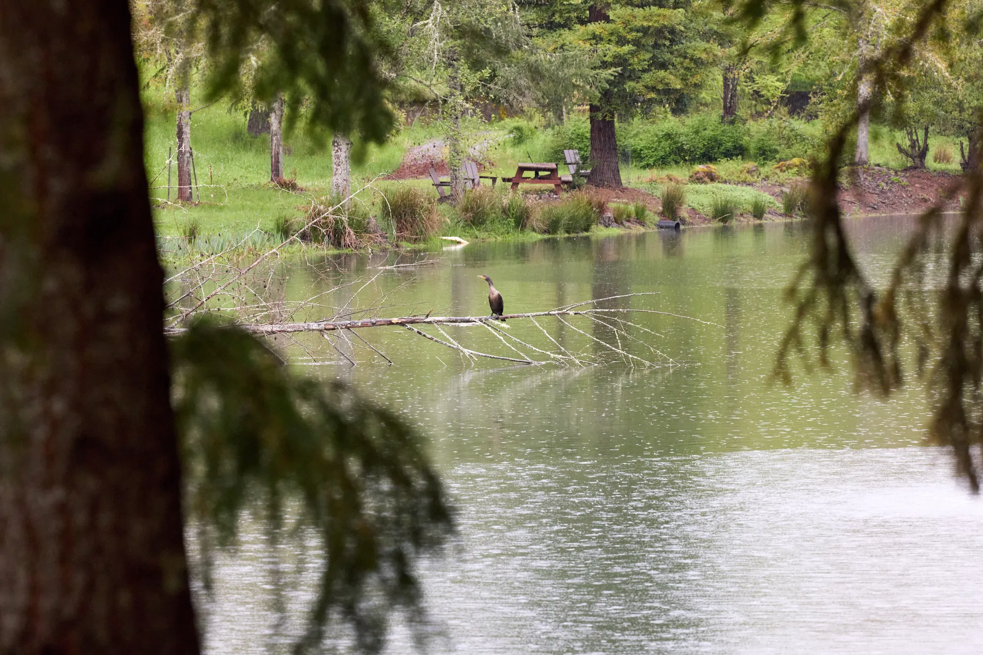 Cormorant in the pond