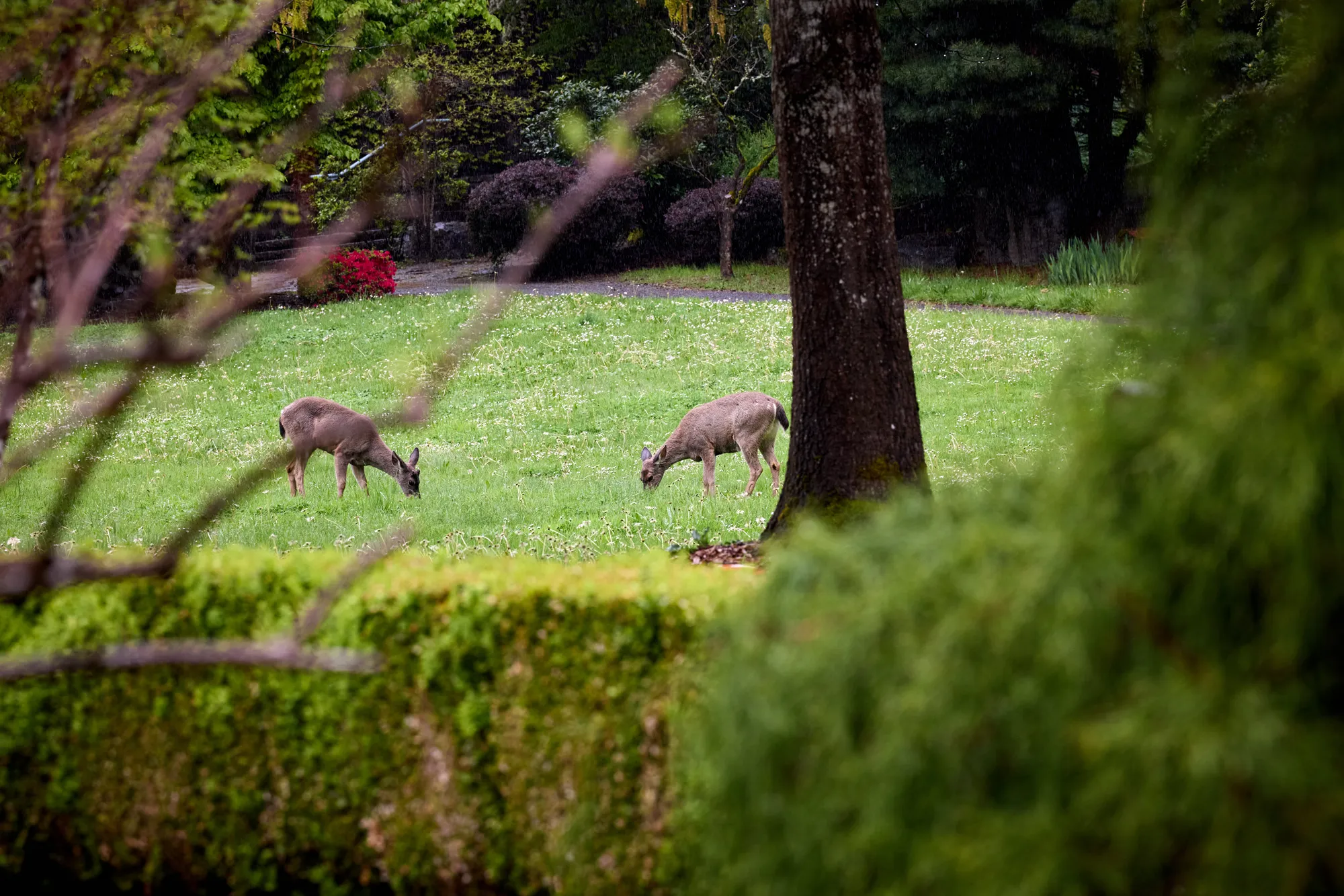 Deer in the field