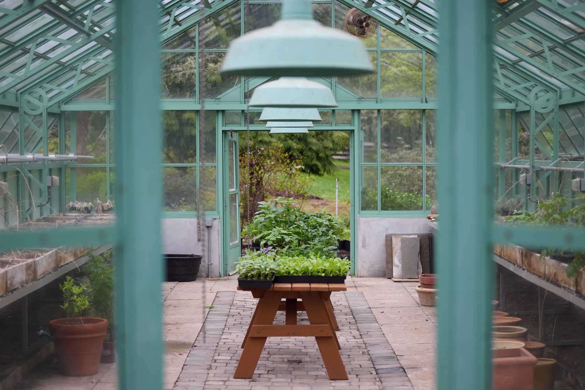 Seedlings in the greenhouse