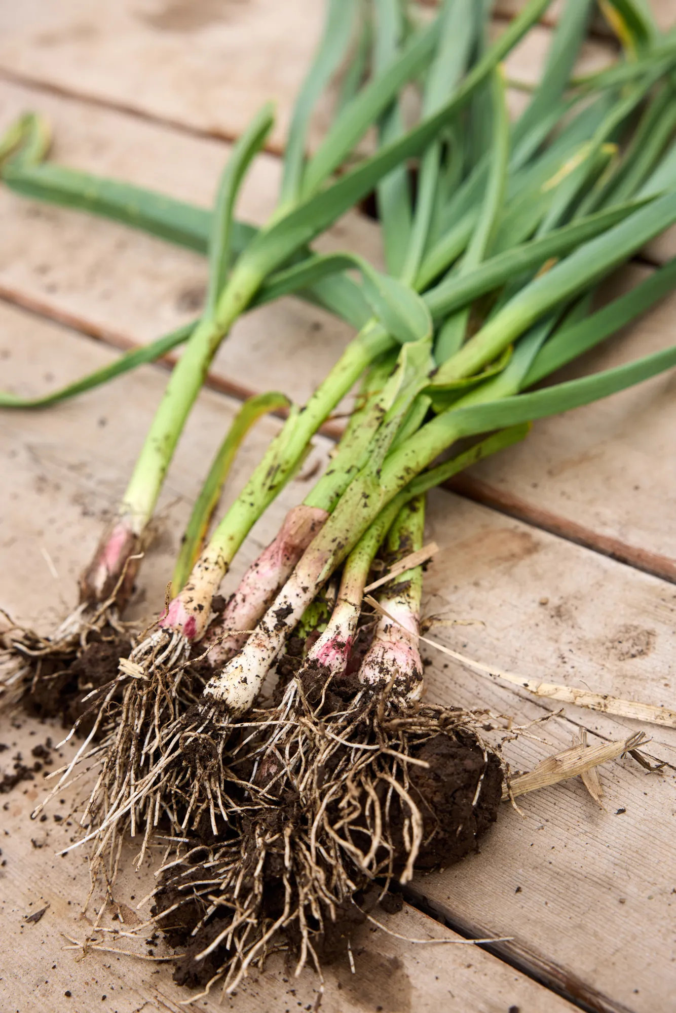 Onions