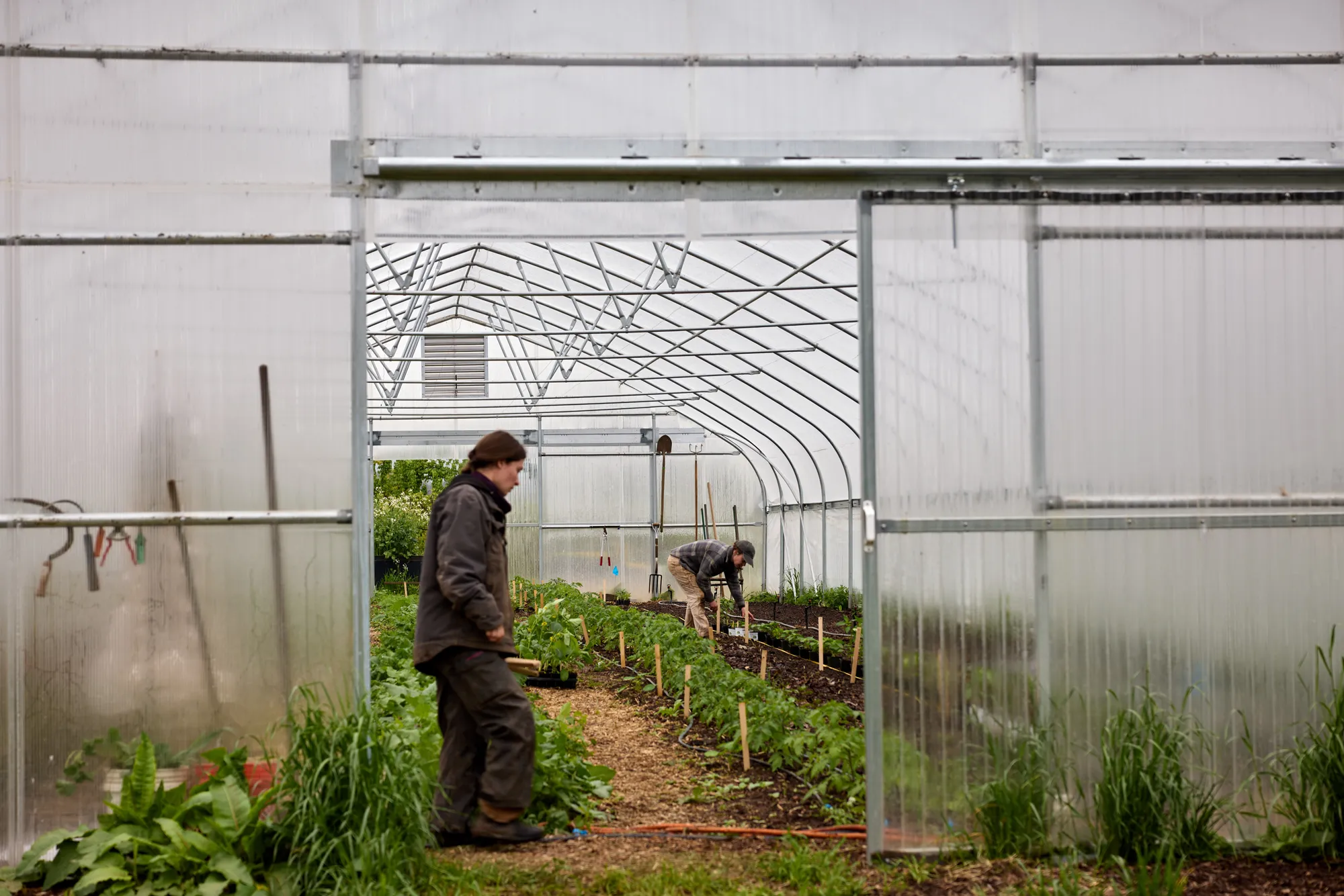 Tending in the hoop house