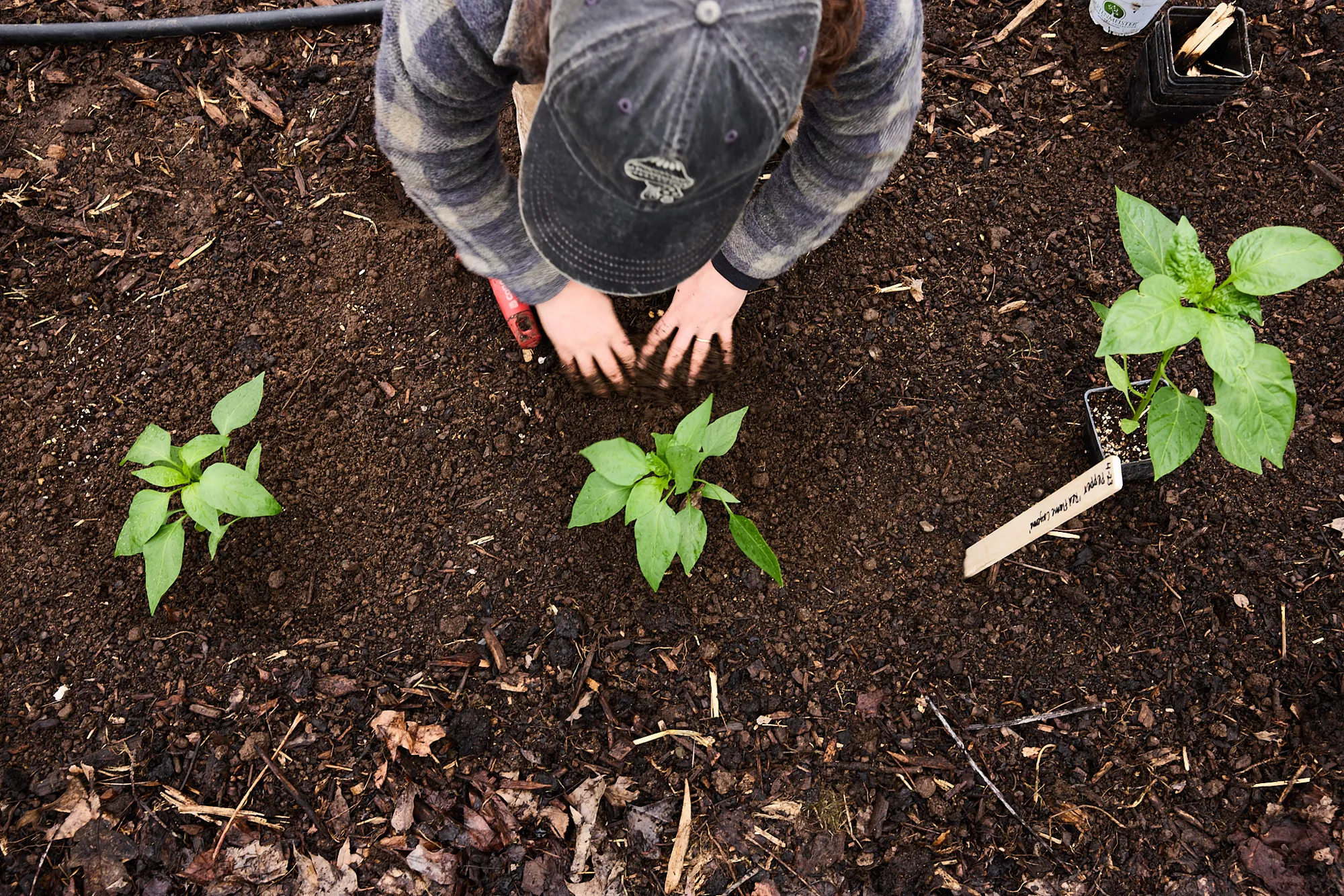 Planting Peppers