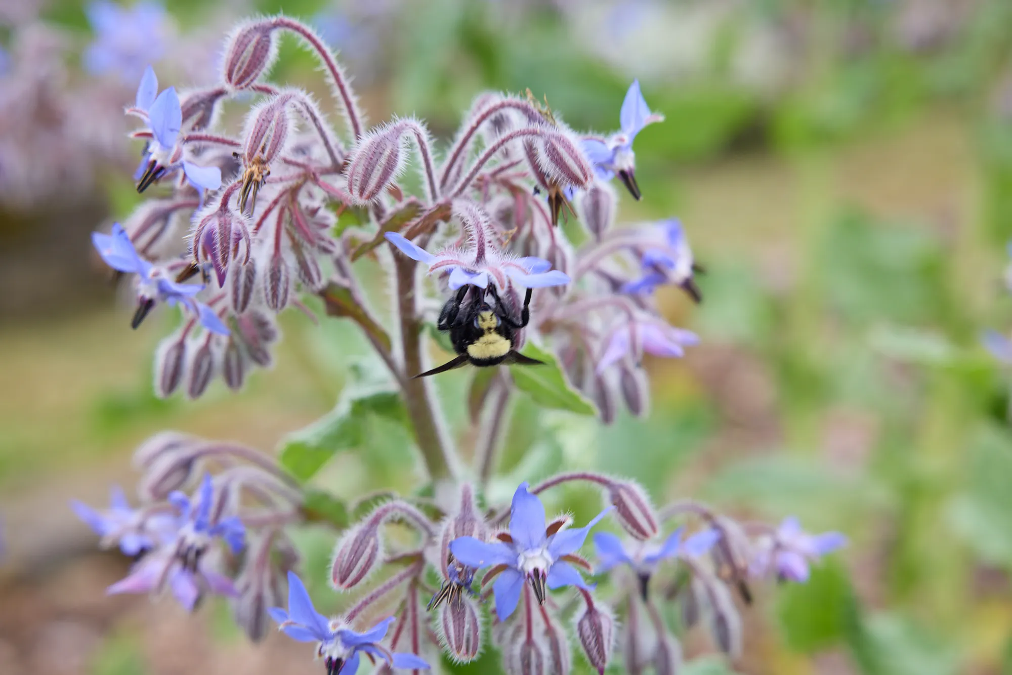 Bumblebee on Borage