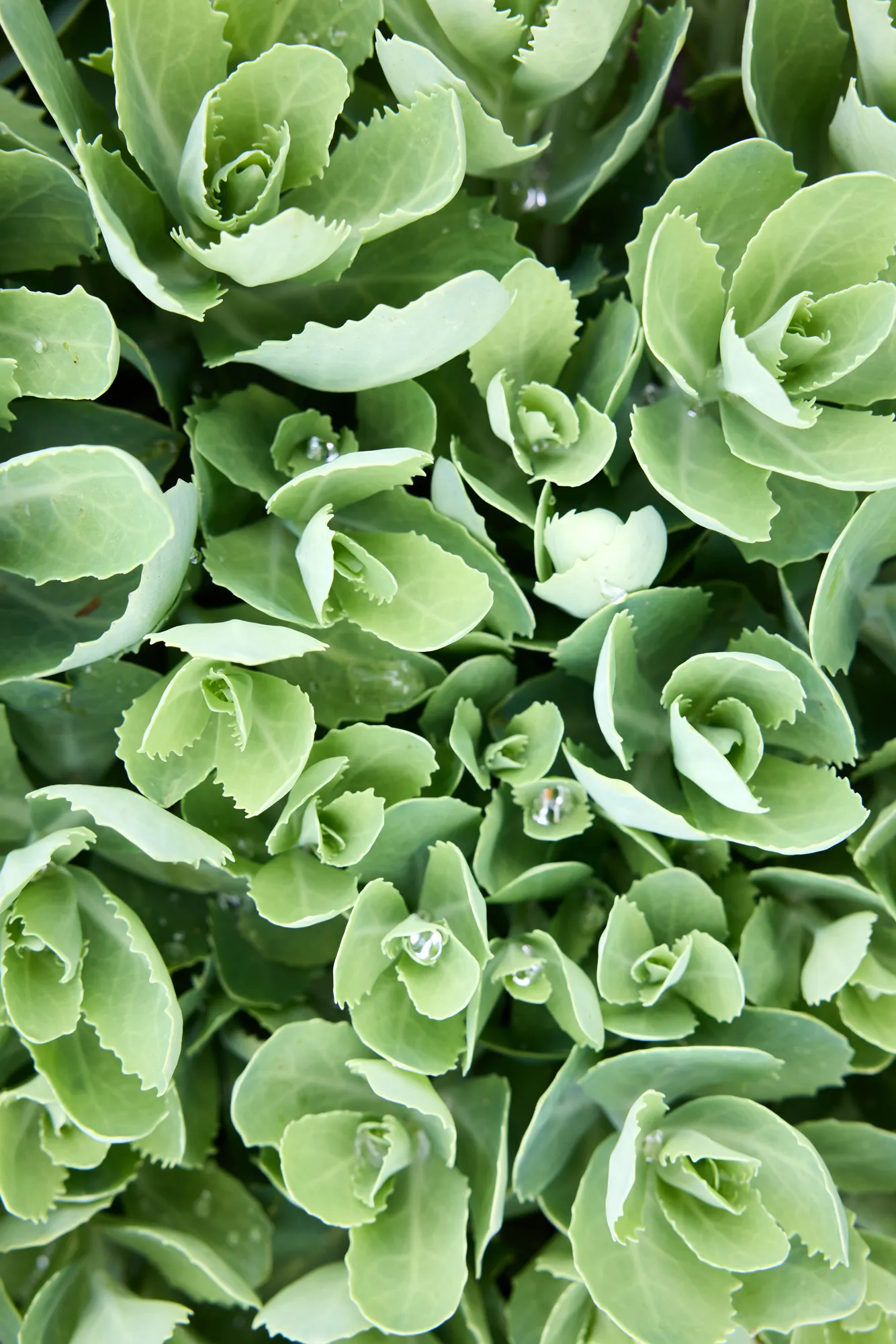 Sedum