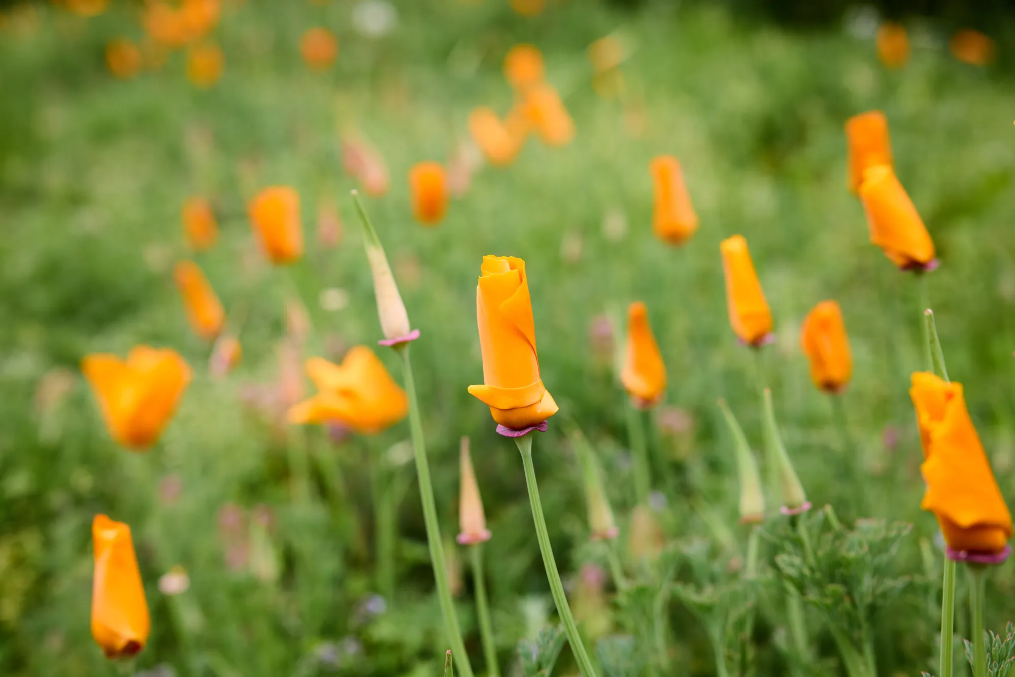 Poppies