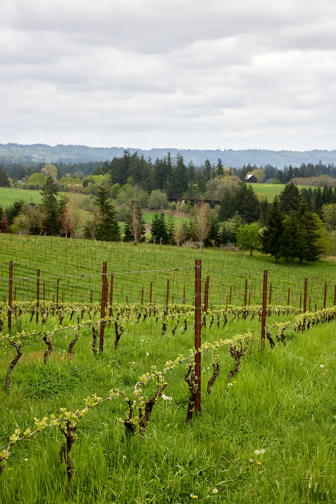 Vineyard