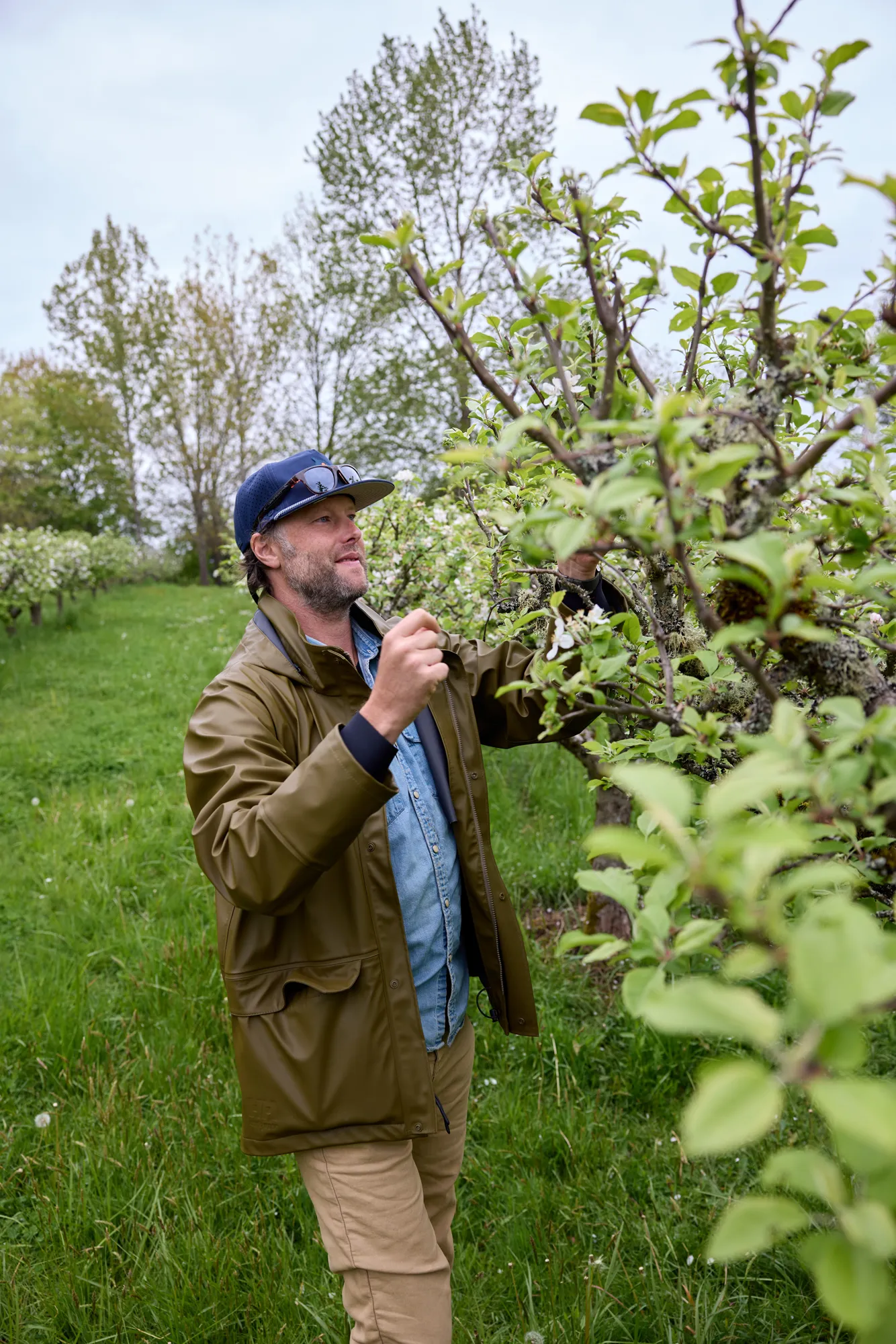 Heath in the orchard