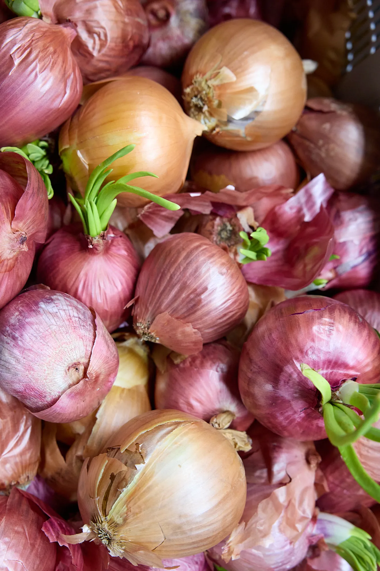 Onions