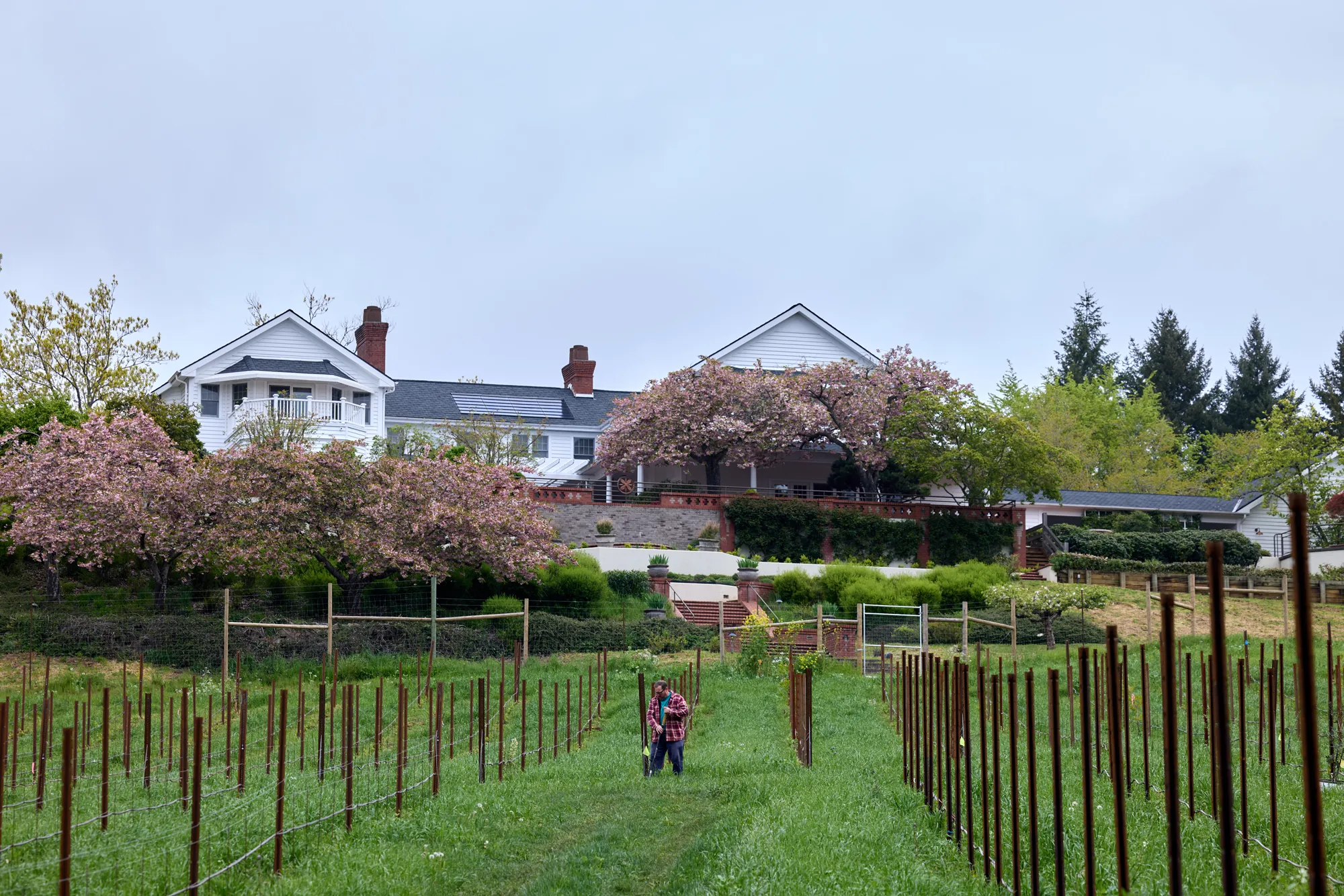 Planting in the Vitiforest