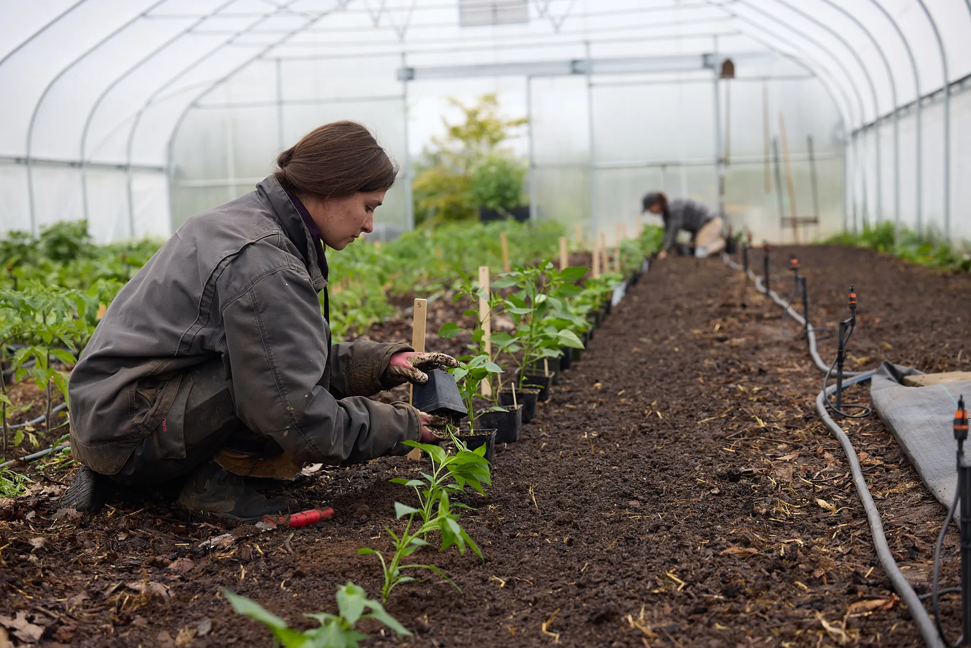 Planting in the hoophouse