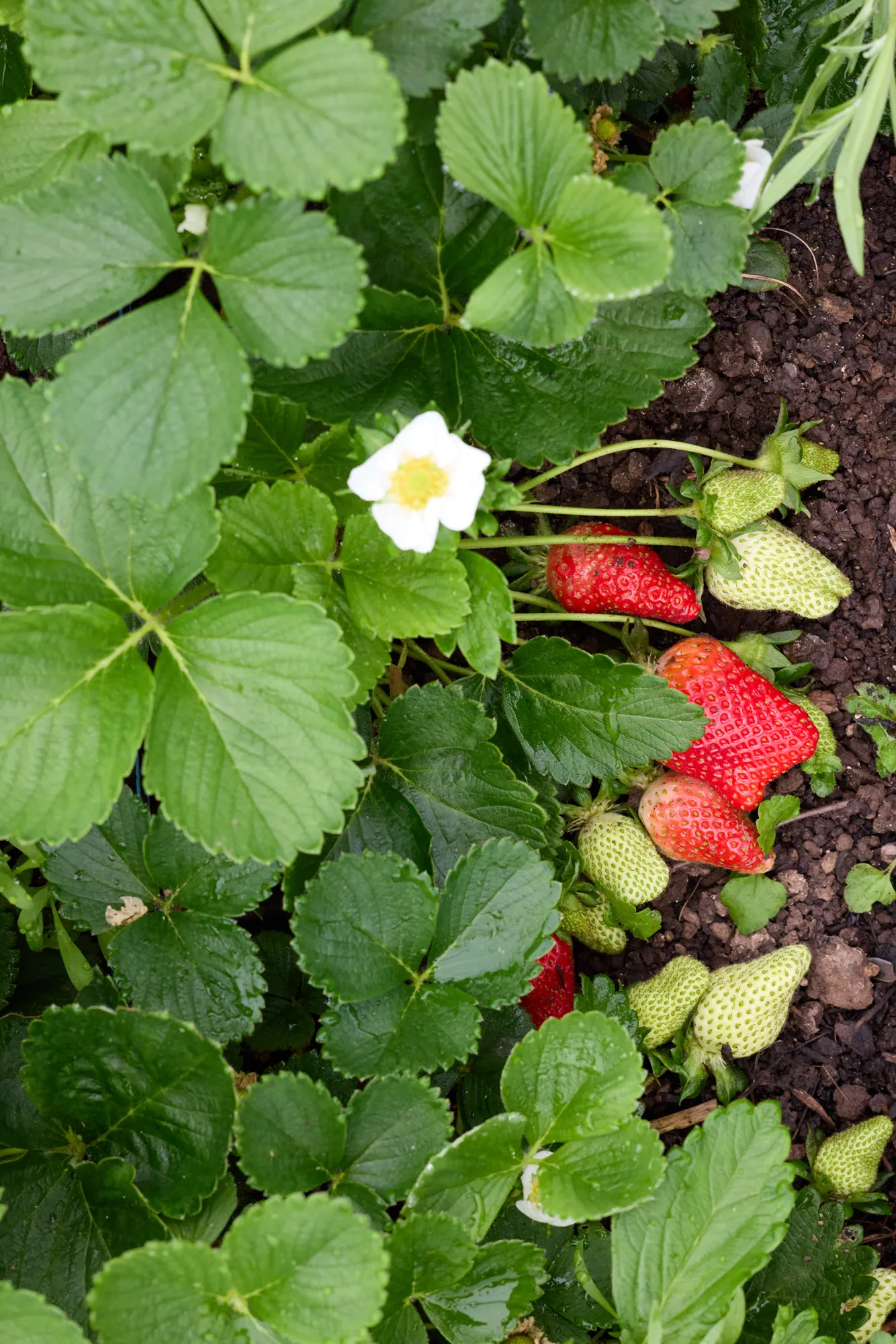 Strawberries