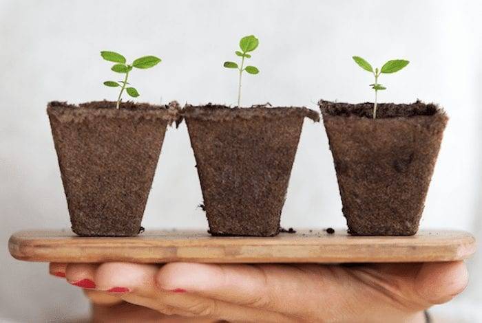 Hand holding up three green sprouting plants