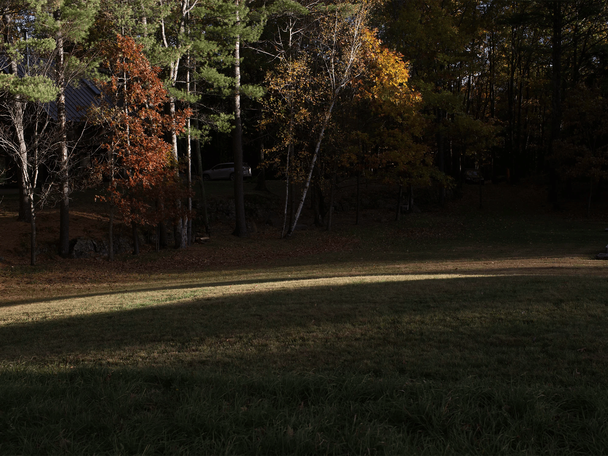 A grassy clearing with wooded trees showing autumn colors, illuminated by soft sunlight.