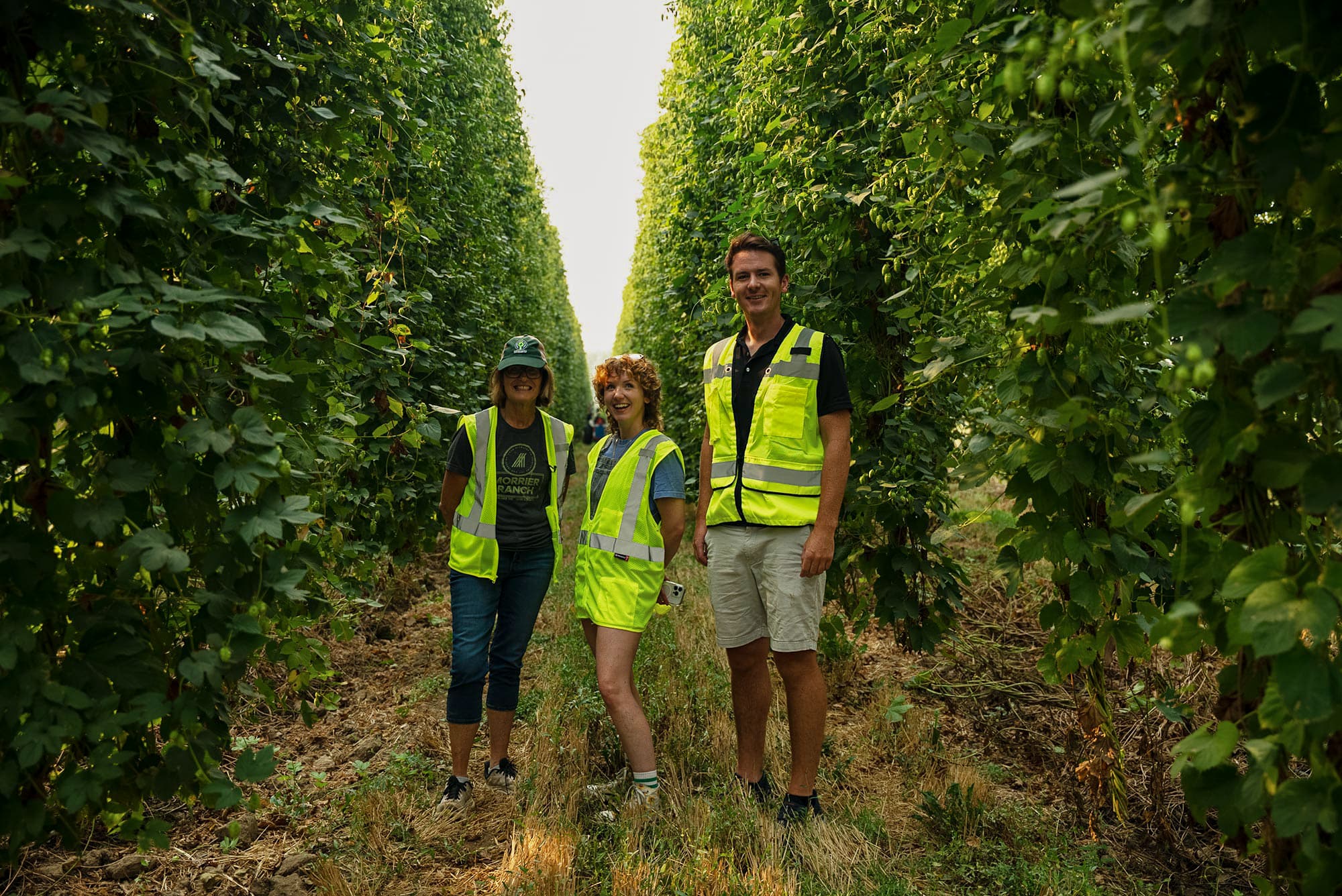 Three people in yellow vests walking through rows of hop plants