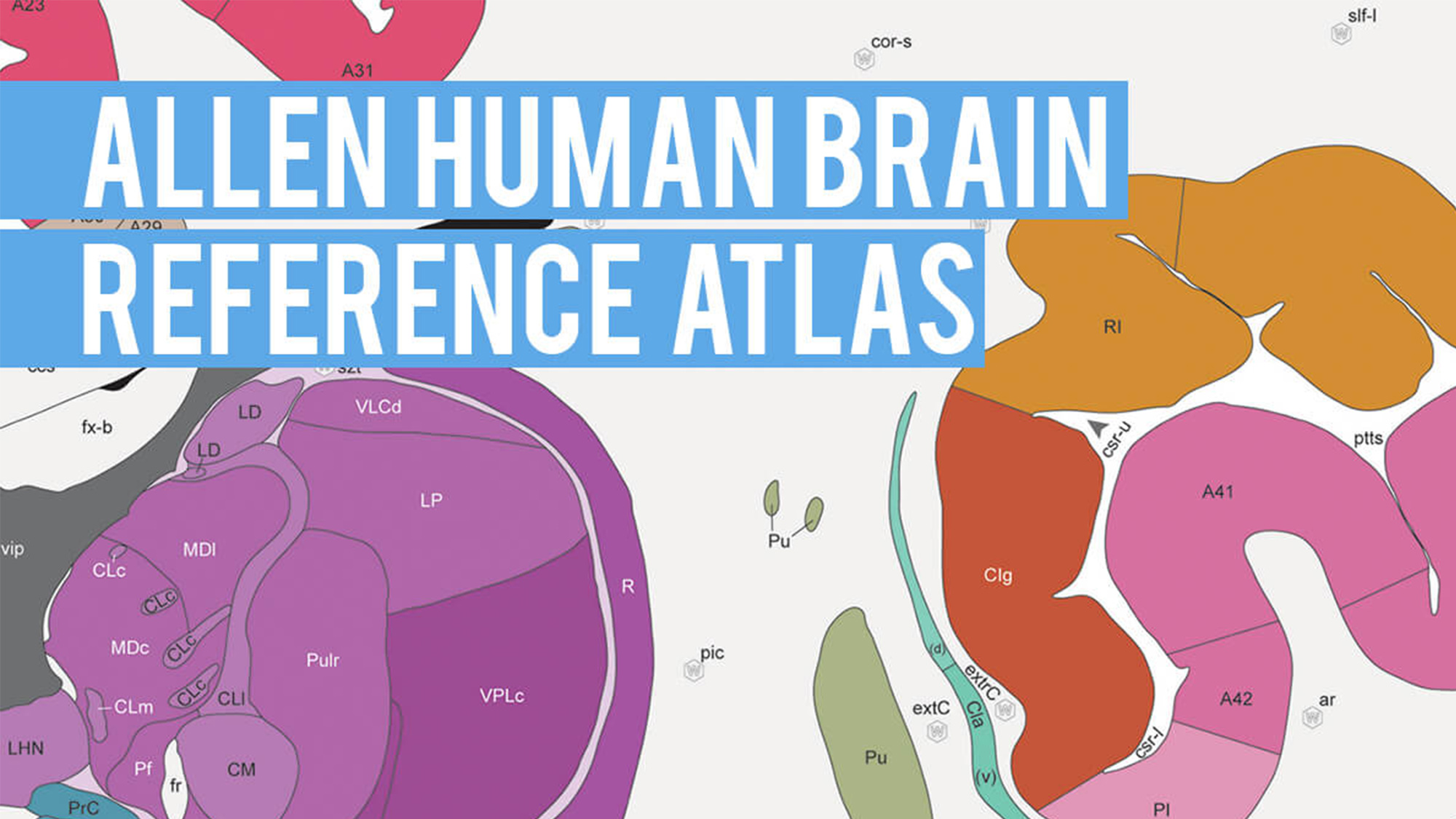 human brain reference atlas