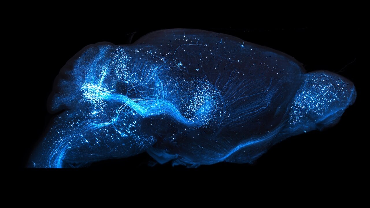 Neural projections in a mouse brain